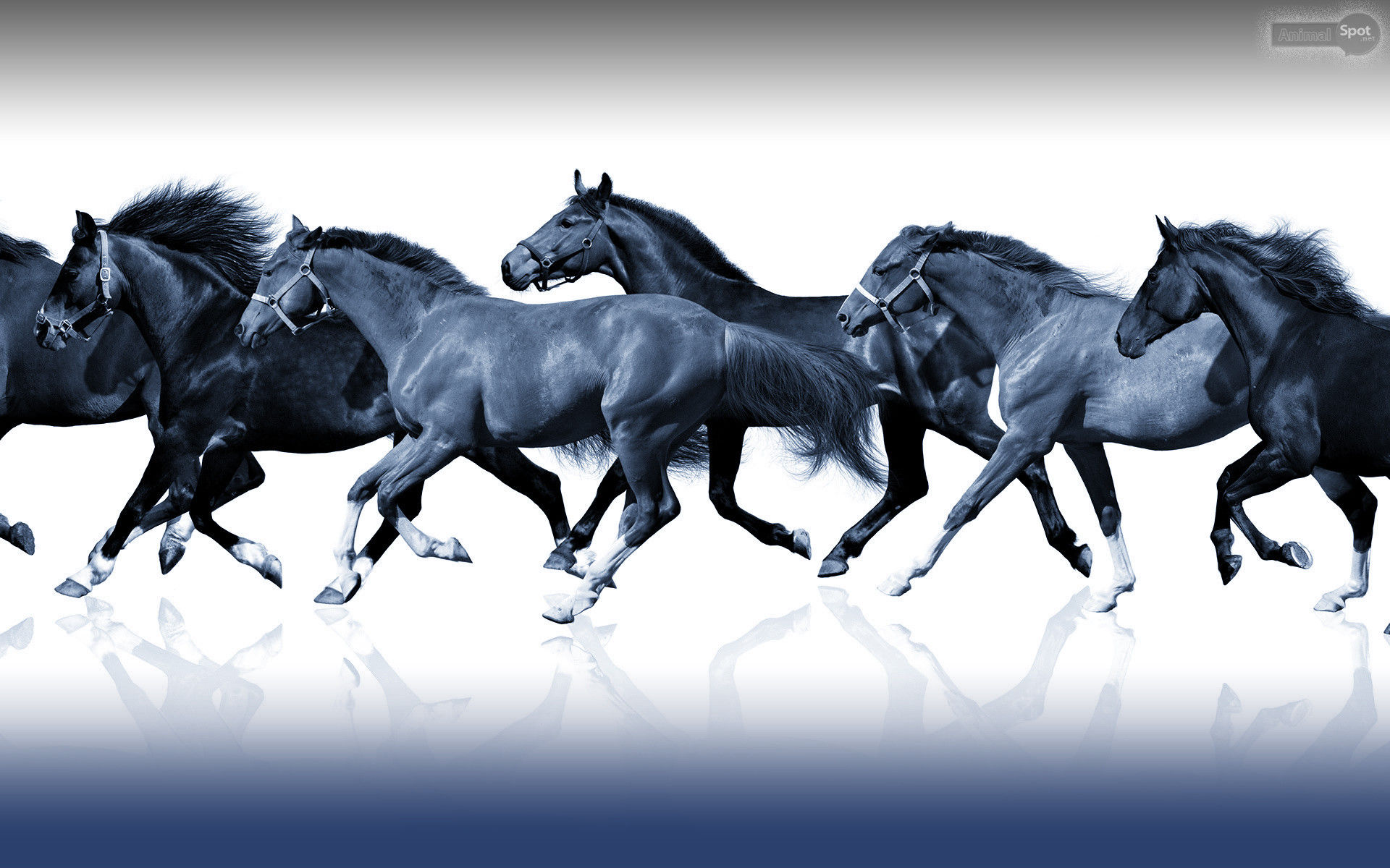 Wallpaper #HWdNCpMBSpphPi3-pNQH73 Horses Wallpaper 58 Images
