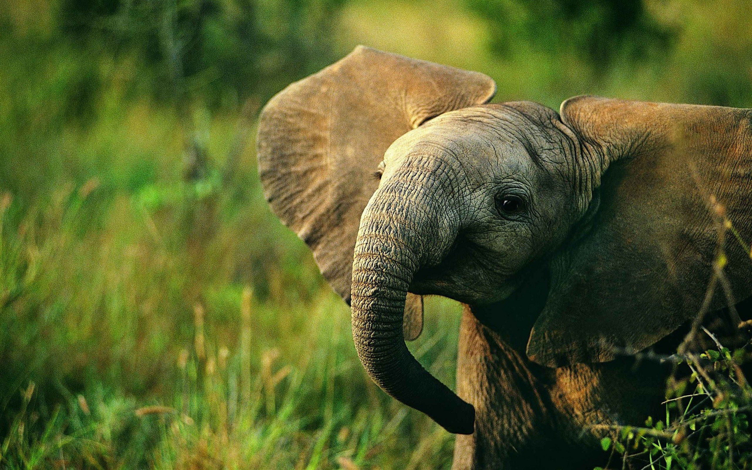 Wallpaper #sHfNJ5MB-pgBXx60h6cK7 Elephant Desktop Wallpaper 77 Images