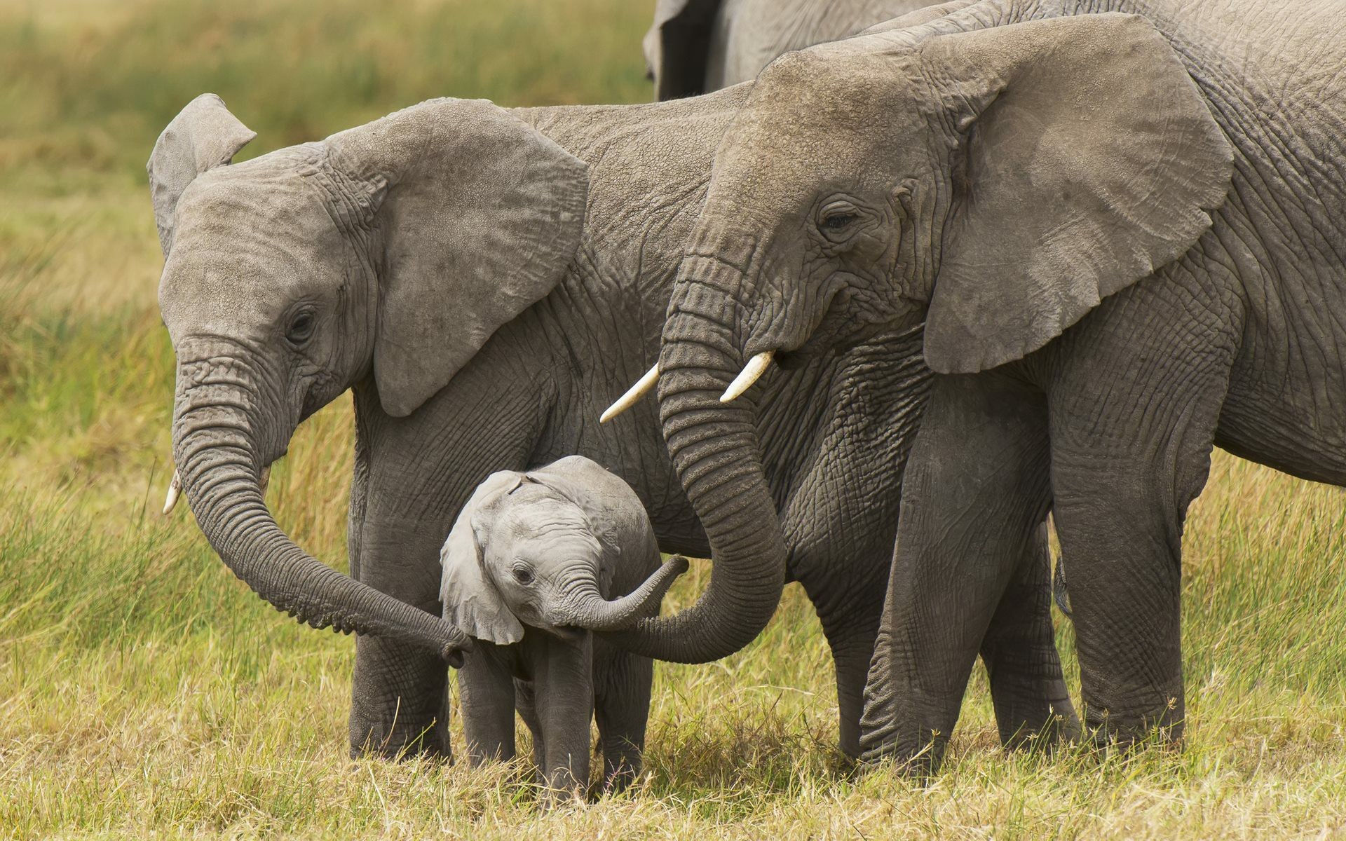 Wallpaper #sHfNJ5MB-pgBXx60h6cK6 Elephant Desktop Wallpaper 77 Images