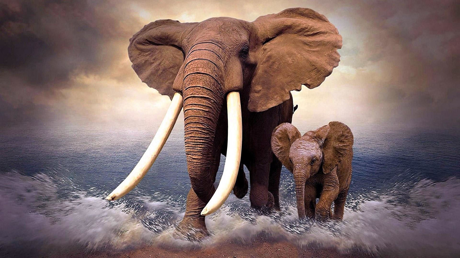 Wallpaper #sHfNJ5MB-pgBXx60h6cK57 Elephant Wallpaper 73 Images