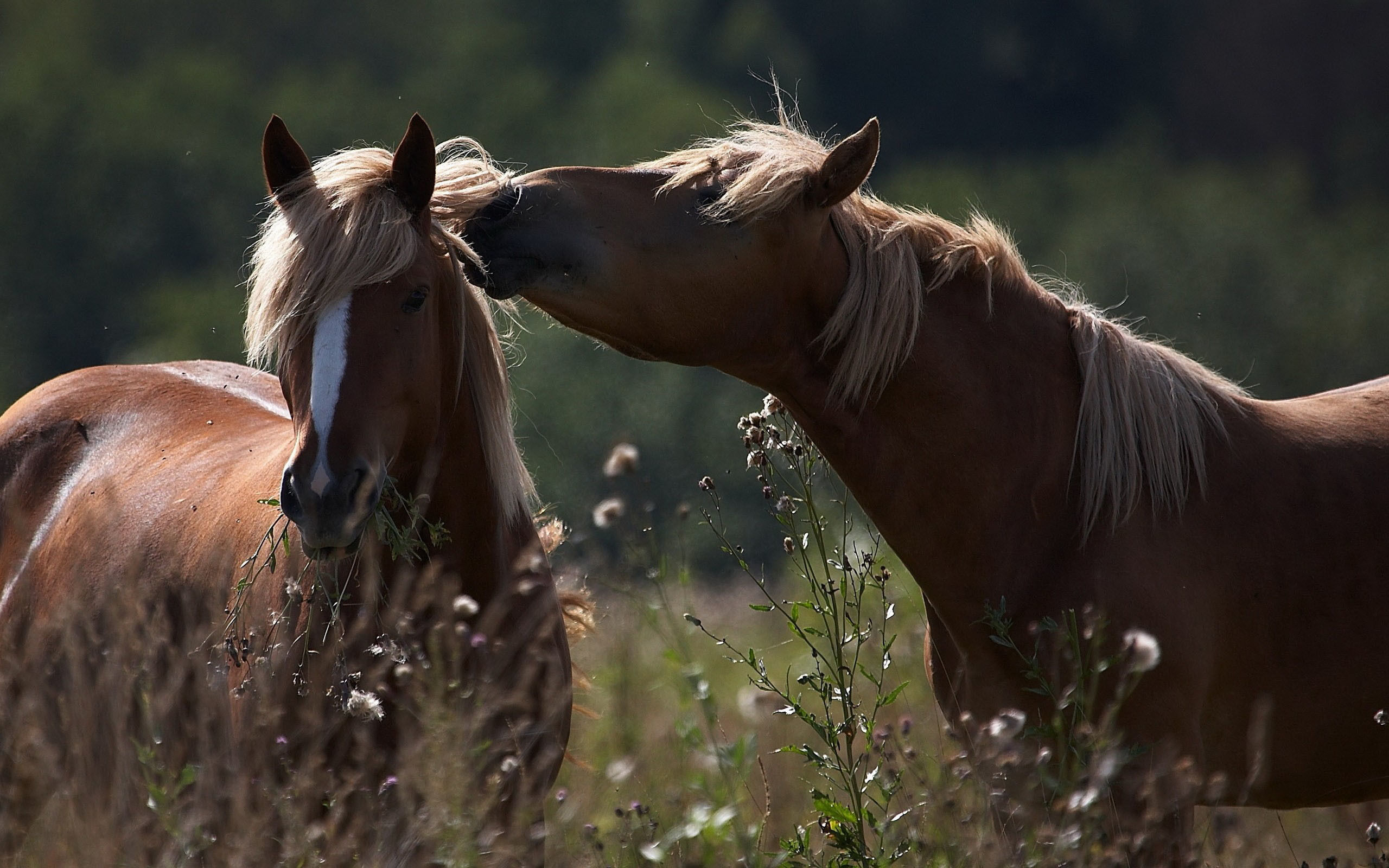 Wallpaper #-x2ULJMBlOZrFDOkz8qk88 Arabian Horse Photo Gallery Wallpaper 53 Images