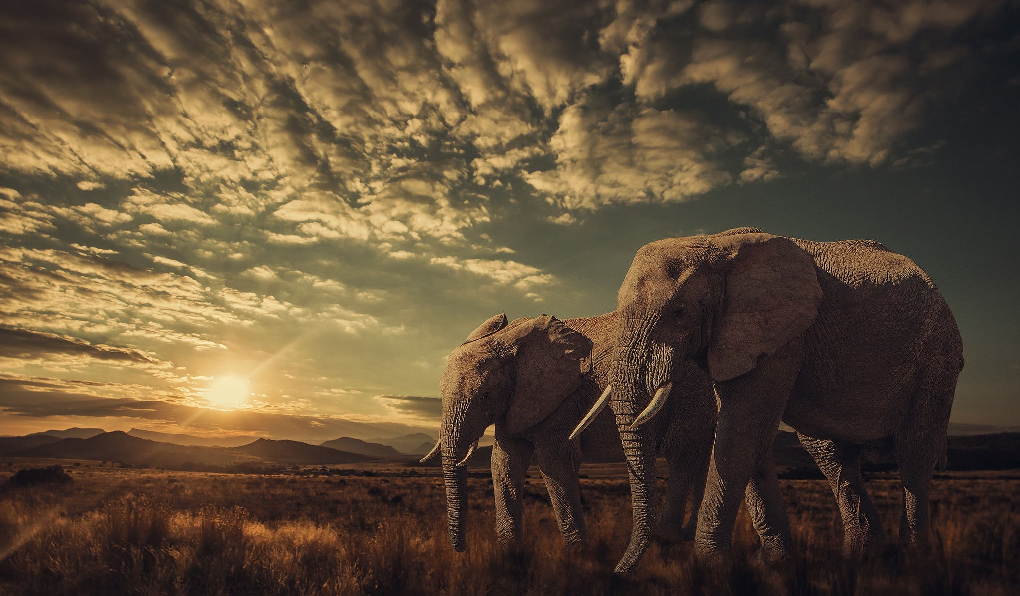 Wallpaper #sHfNJ5MB-pgBXx60h6cK4 Elephant Desktop Wallpaper 77 Images