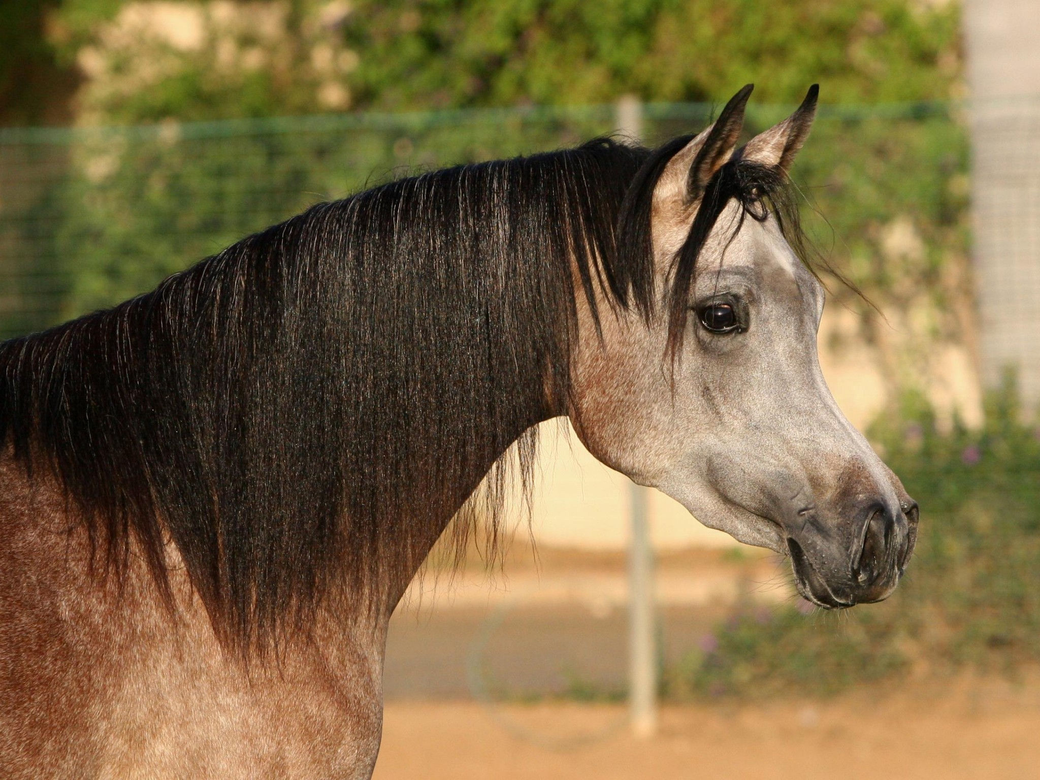 Wallpaper #-x2ULJMBlOZrFDOkz8qk57 Arabian Horse Wallpaper 55 Images
