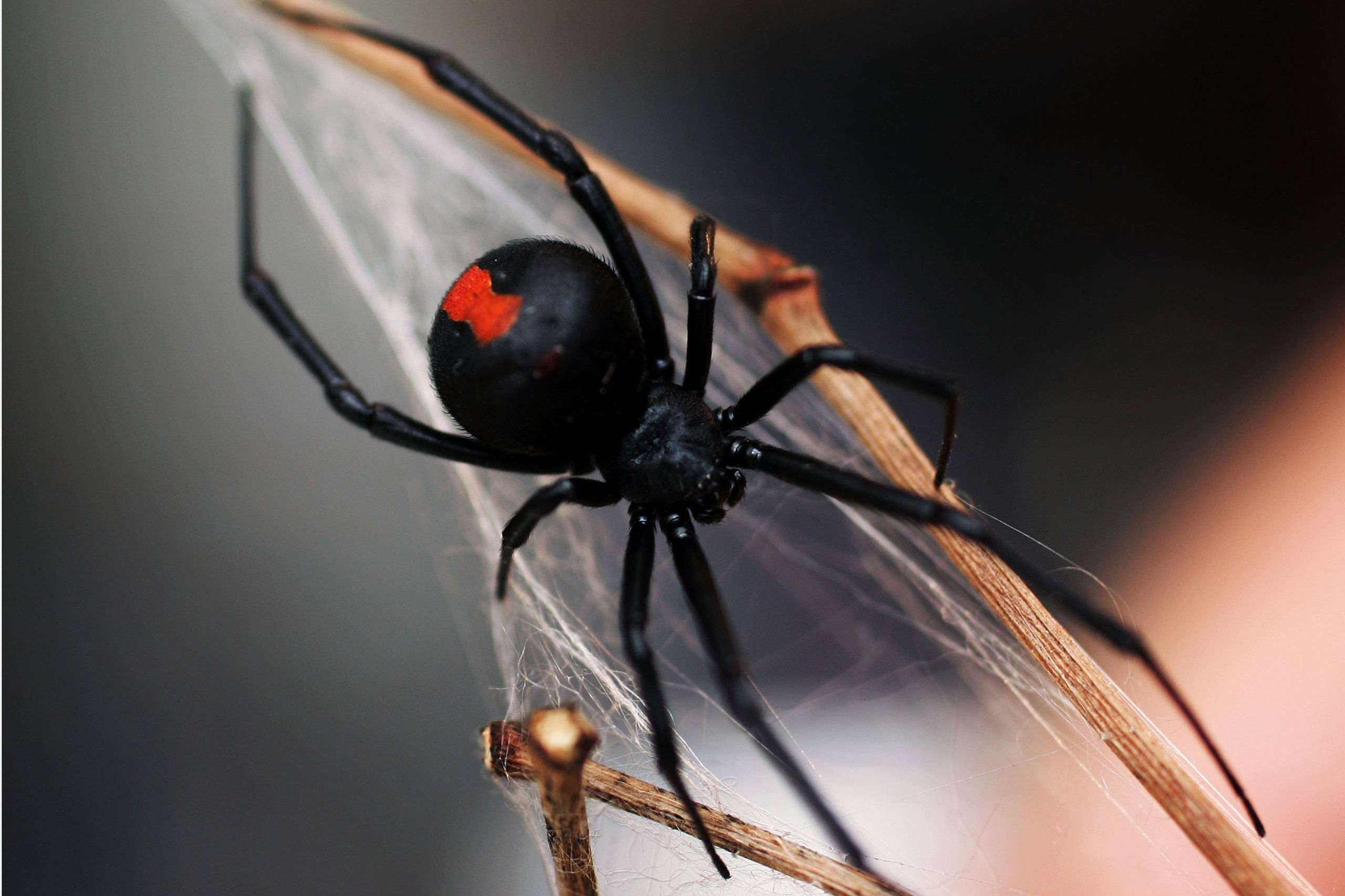 Wallpaper #5vQUOpMBKFX8bn3rPHdj248 A Picture of a Black Widow Spider at Raquel Small Blog