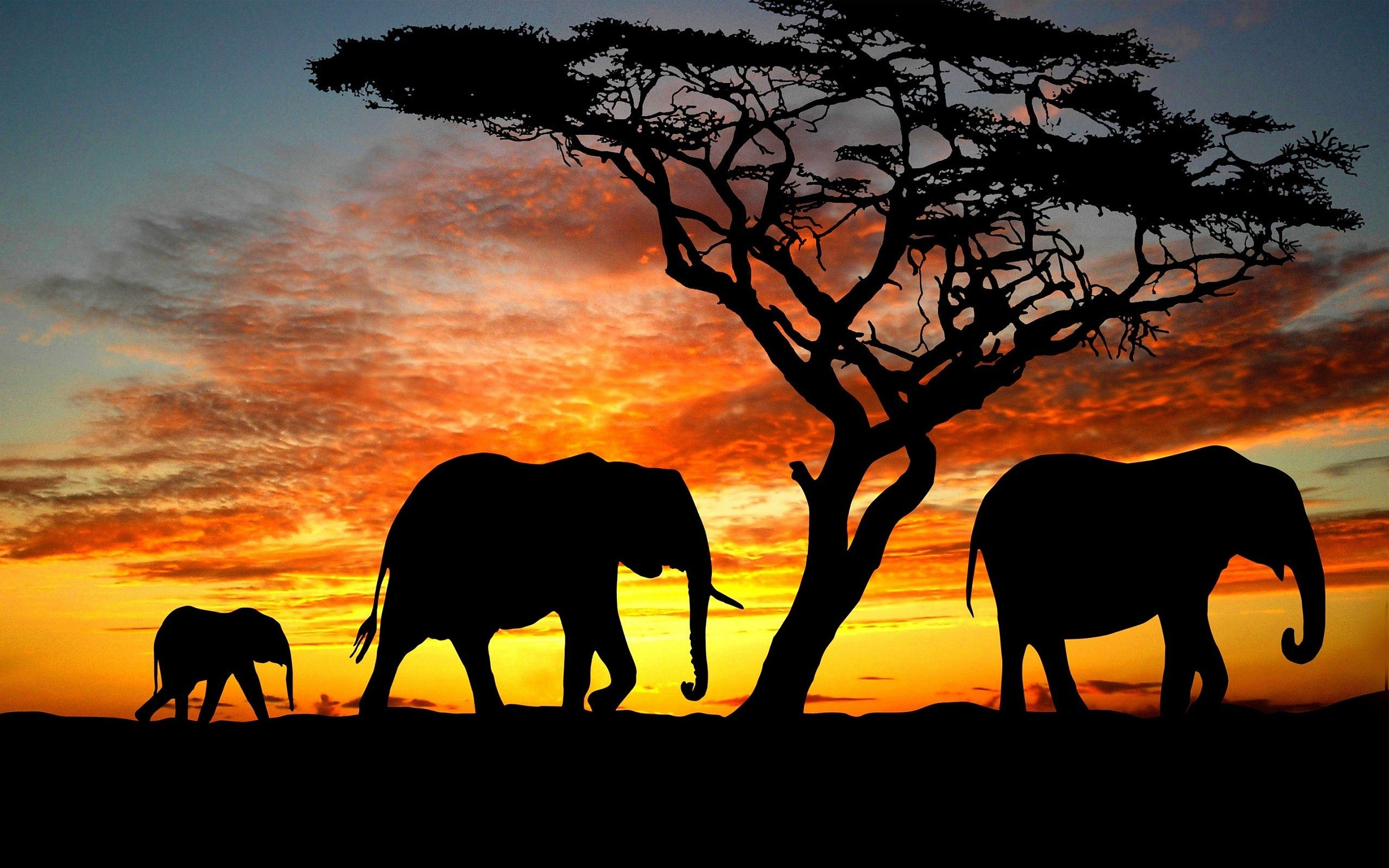 Wallpaper #sHfNJ5MB-pgBXx60h6cK1 Elephant Desktop Wallpaper 77 Images