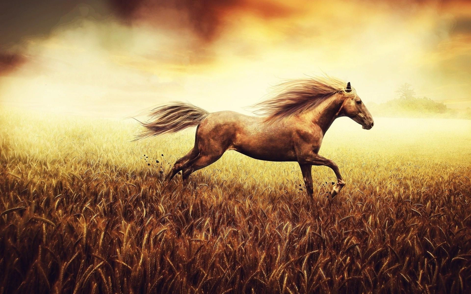 Wallpaper #HWdNCpMBSpphPi3-pNQH366 Running Horse HD Images at Mittie Deslauriers Blog