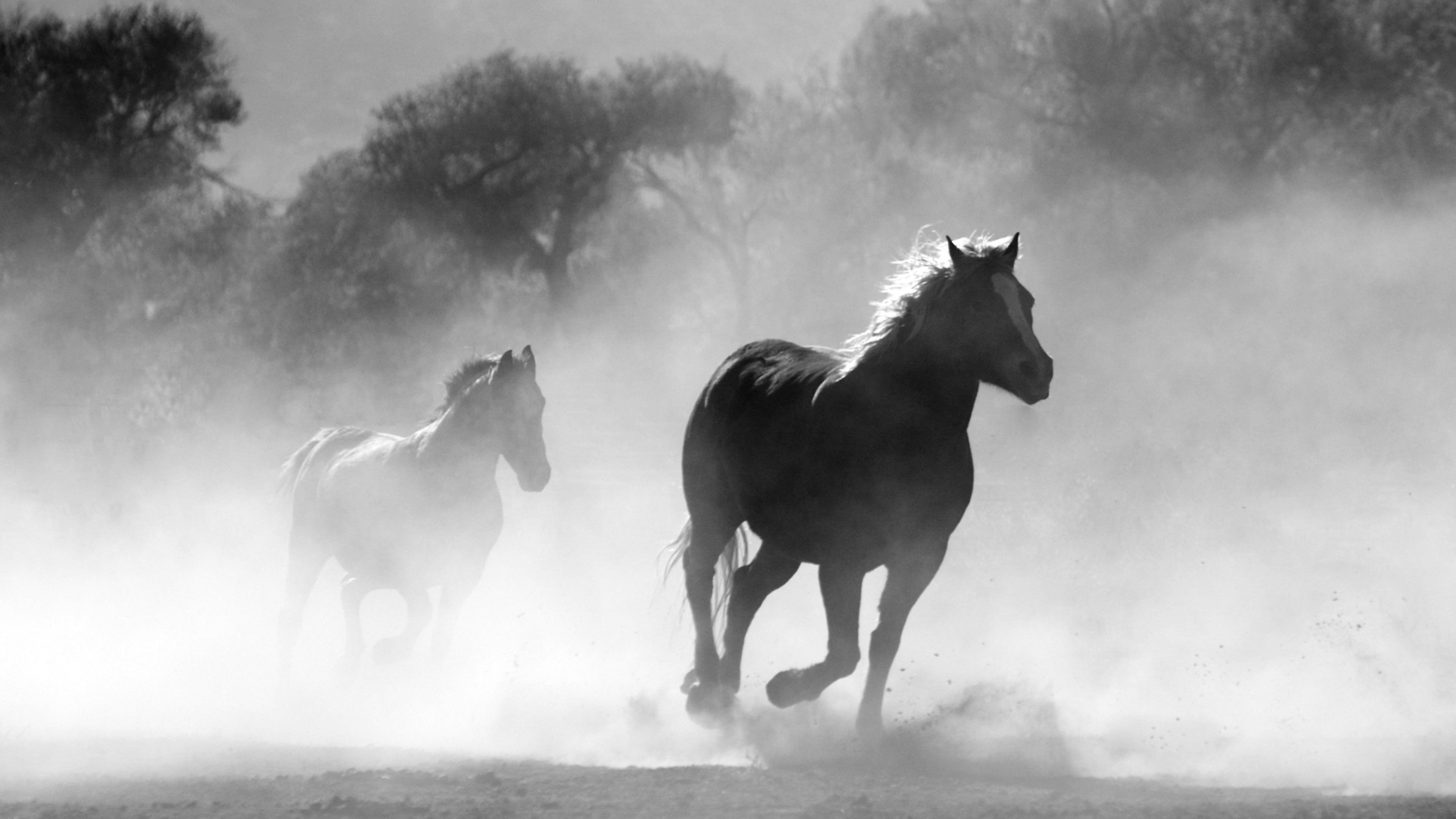 Wallpaper #-x2ULJMBlOZrFDOkz8qk68 Arabian Horse Wallpaper 55 Images