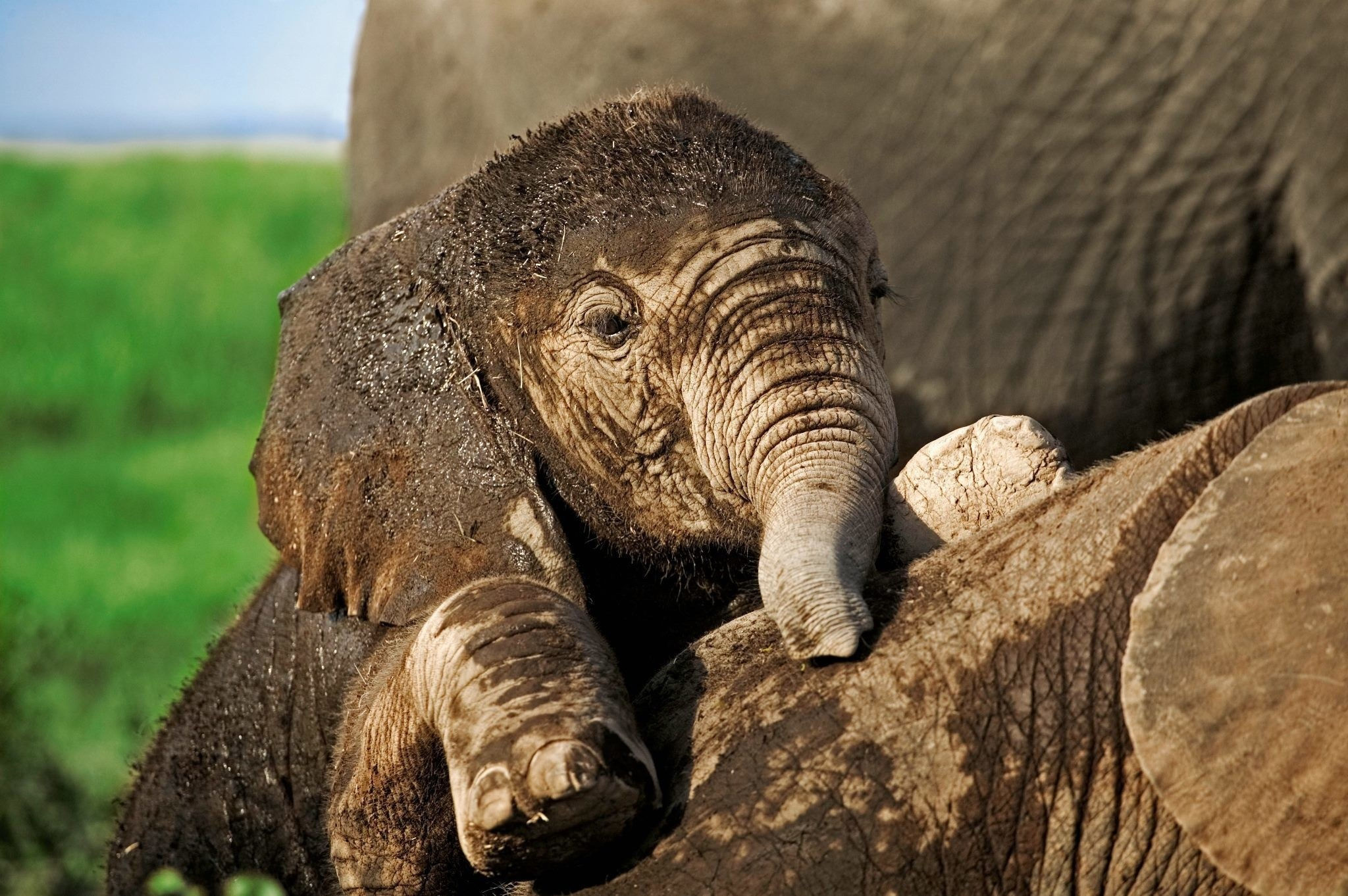 Wallpaper #sHfNJ5MB-pgBXx60h6cK25 Elephant Desktop Wallpaper 77 Images