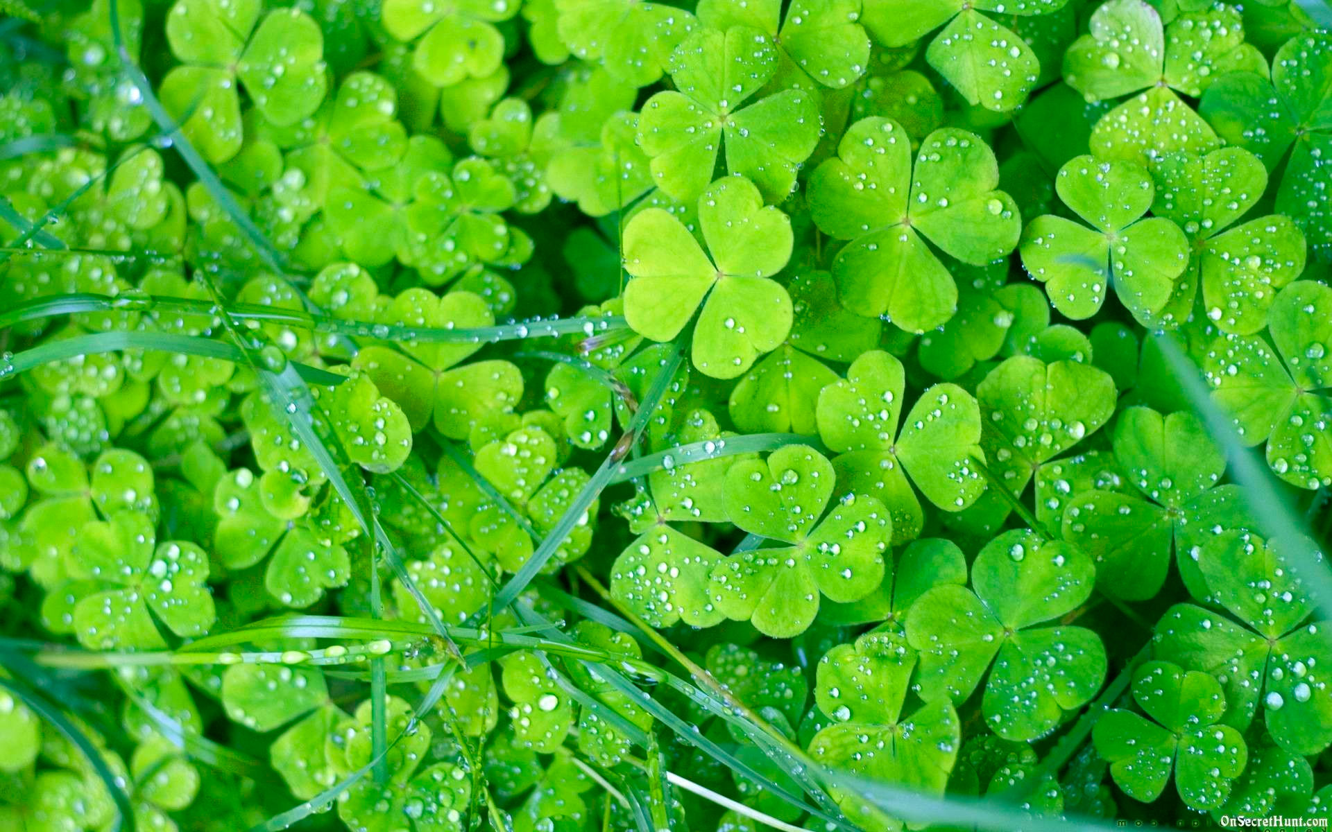Wallpaper #4kDcLpMBJhL2WPbaNbo256 Green Desktop Wallpaper 77 Images