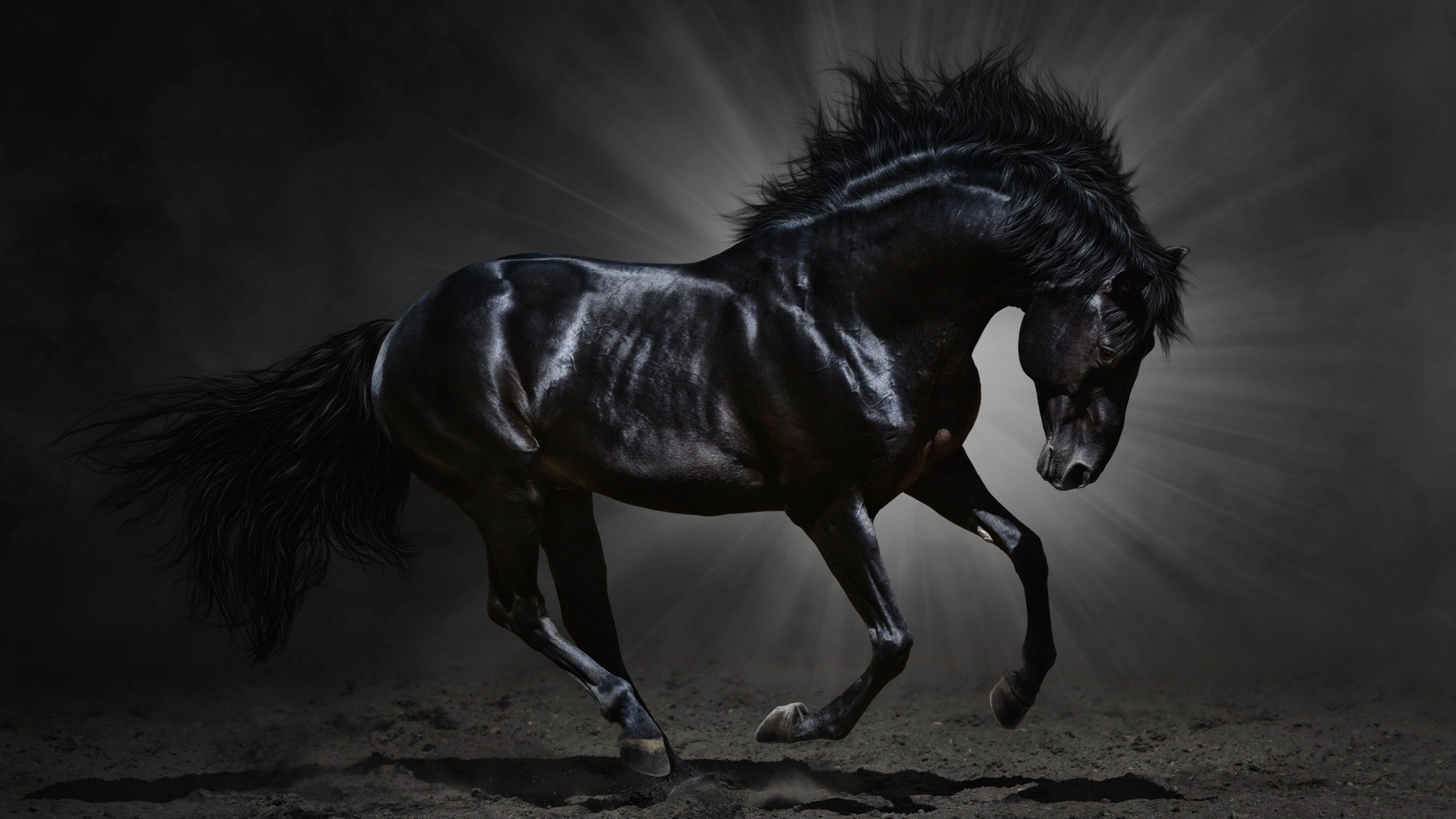 Wallpaper #L31i8I4Bnwiau_P6PAYN50 Dark Horse Wallpaper 63 Images