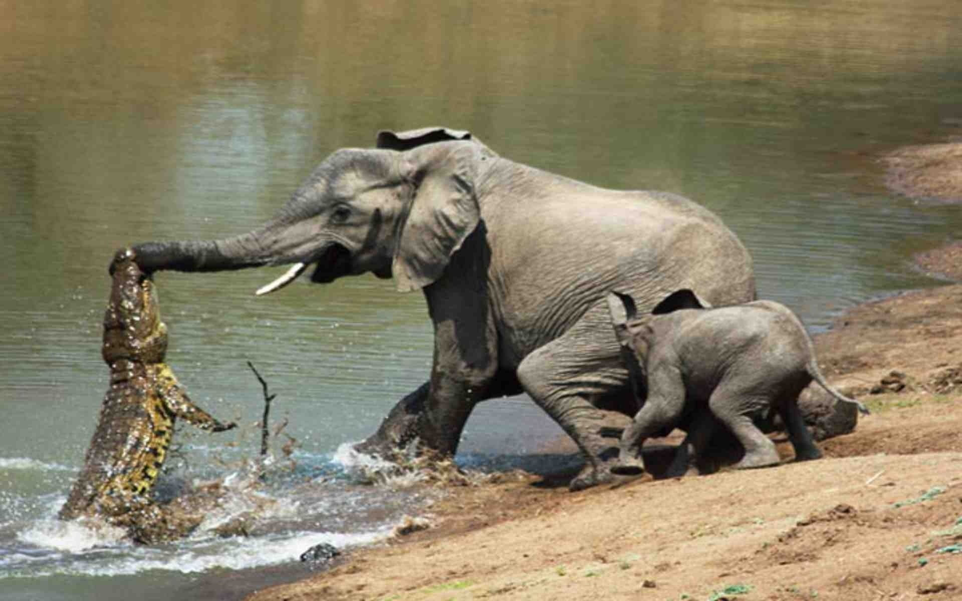 Wallpaper #sHfNJ5MB-pgBXx60h6cK39 Elephant Desktop Wallpaper 77 Images