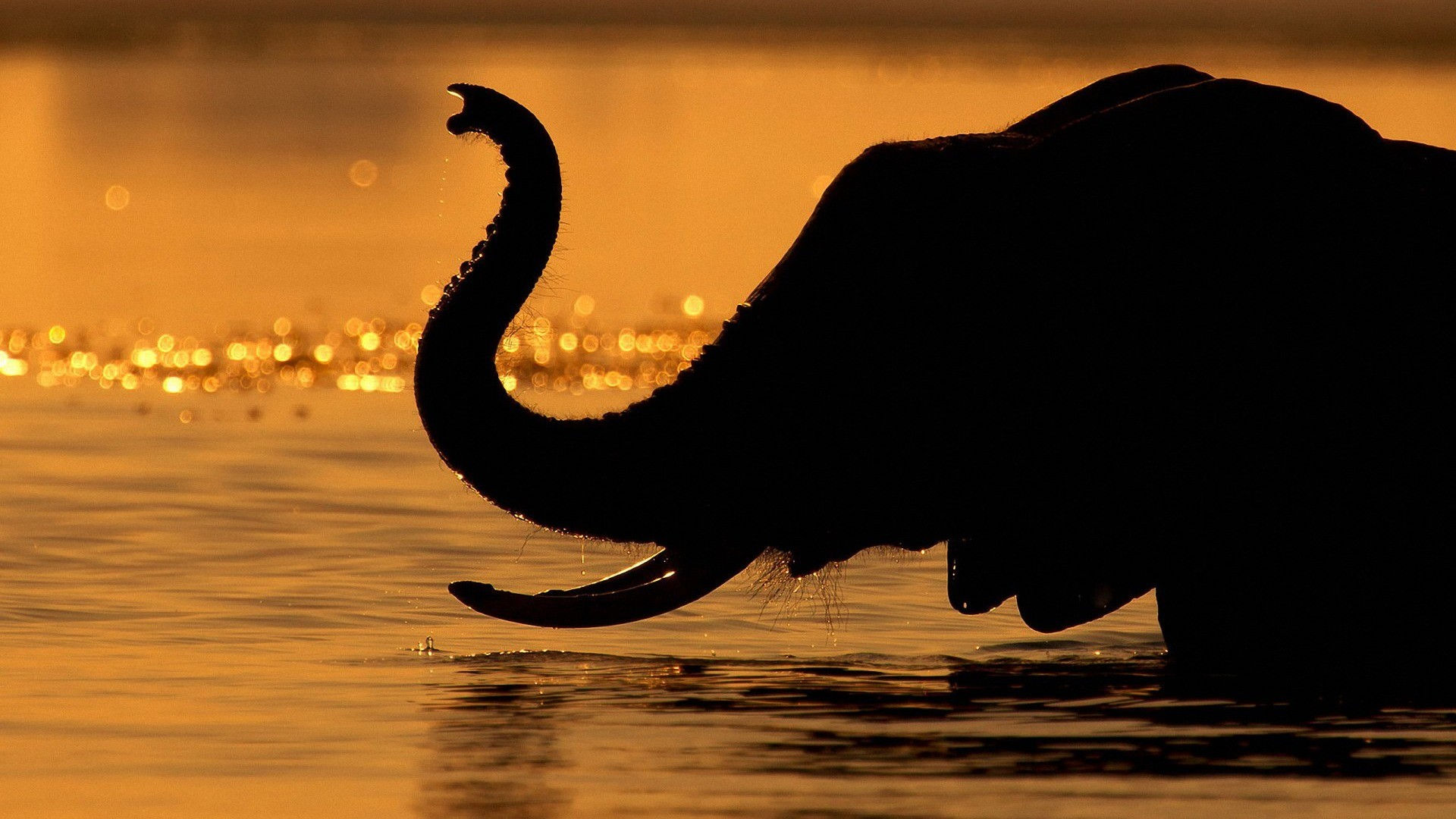 Wallpaper #sHfNJ5MB-pgBXx60h6cK80 Elephant Desktop Wallpaper 77 Images