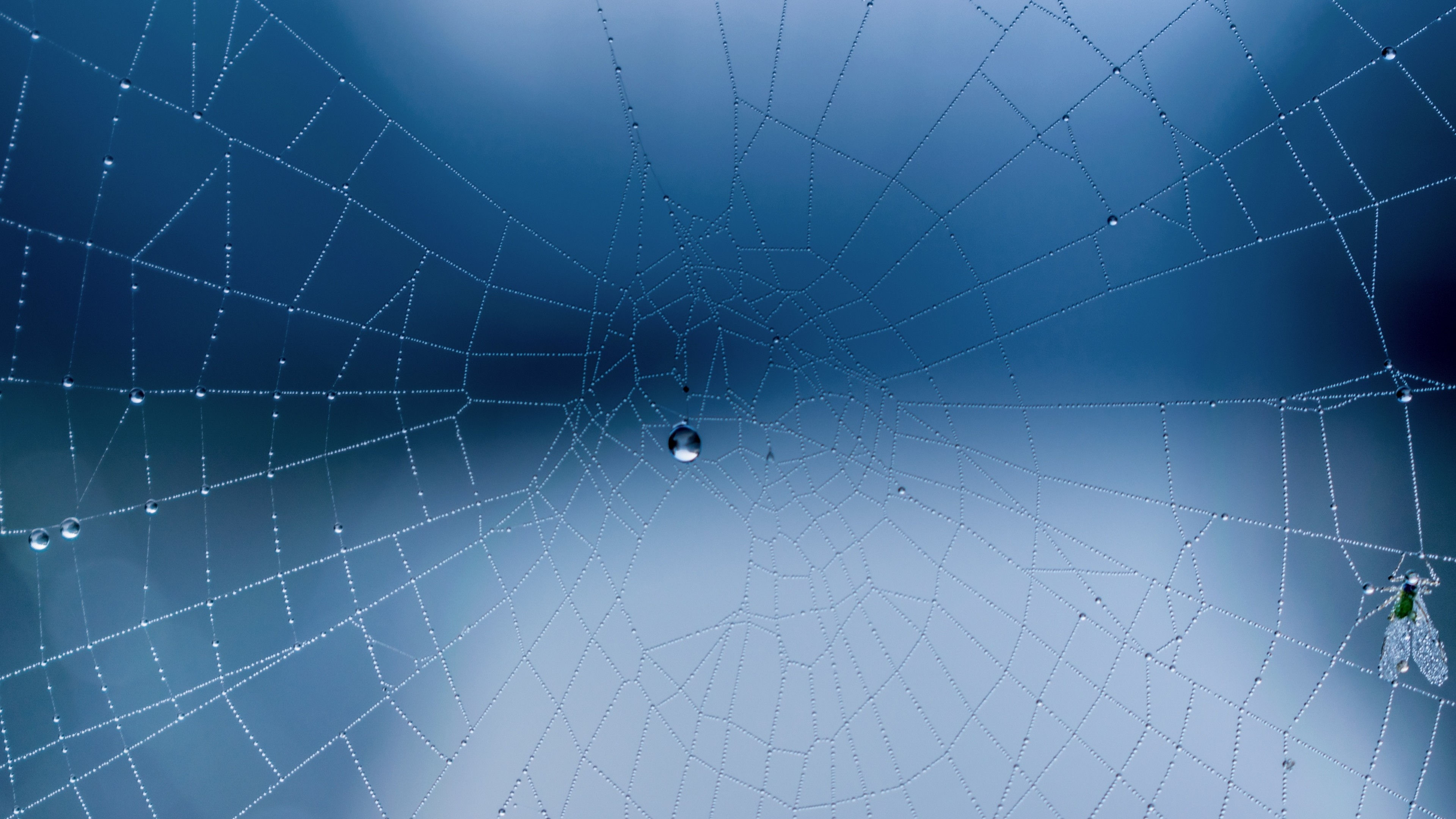 Wallpaper #sFjDNJMBzN9vxX34_j0B21 Spider Web Backgrounds 34 Images