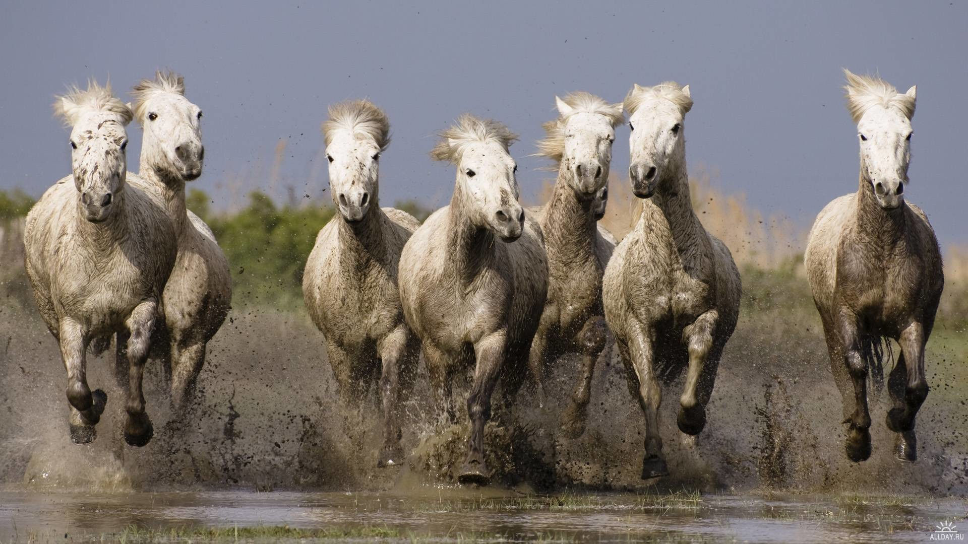 Wallpaper #9h2ULJMBlOZrFDOkbsoH126 Running Horses Wallpaper 63 Images