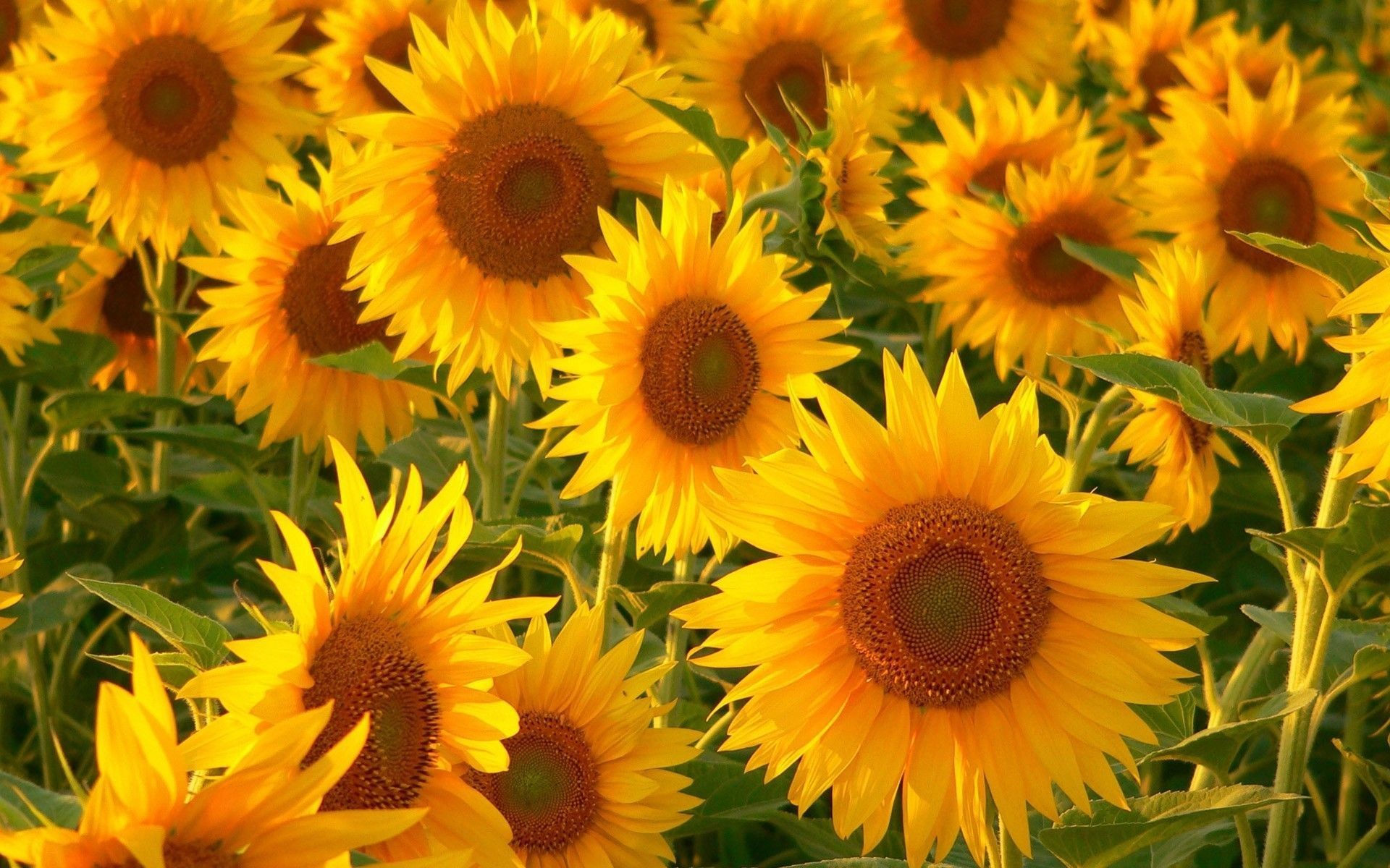 Wallpaper #vWhUIpMBSpphPi3-rzIE16 Sunflowers Wallpaper 61 Images