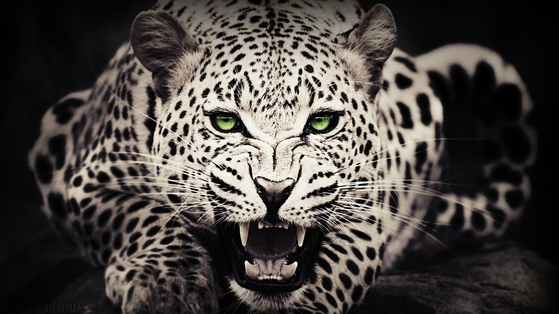 Wallpaper #WGjzIpMBSpphPi3-kzTY192 Cheetah Wallpaper 72 Images