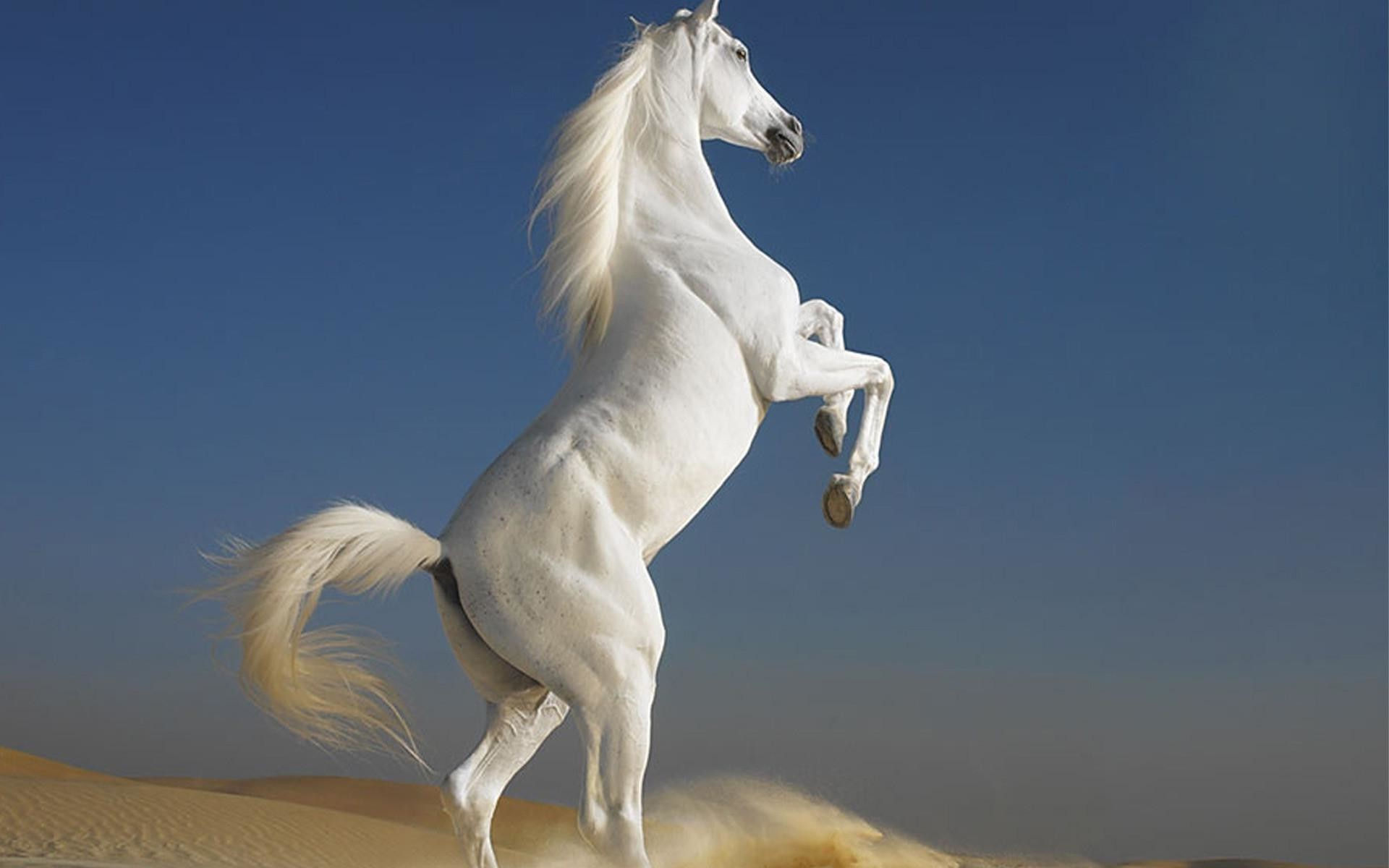 Wallpaper #-x2ULJMBlOZrFDOkz8qk37 Arabian Horse Photo Gallery Wallpaper 53 Images