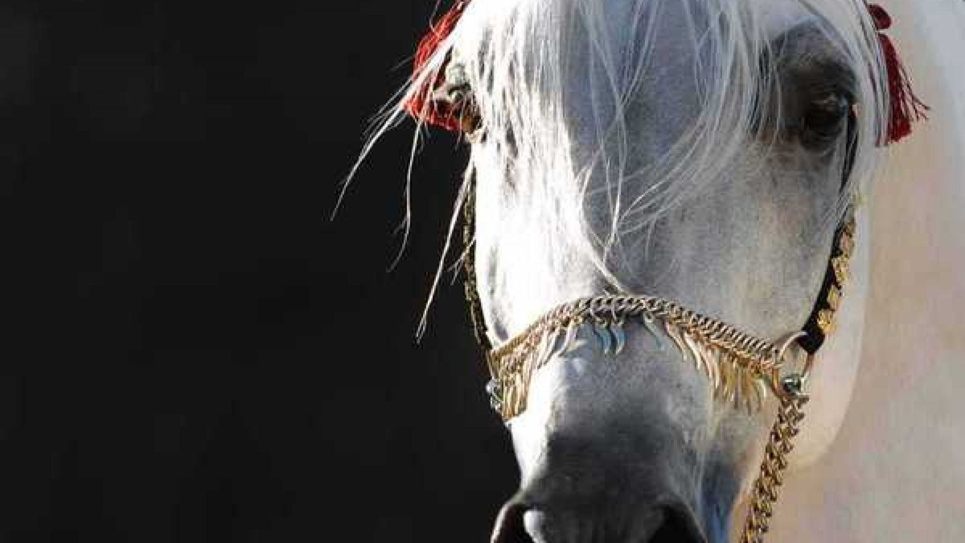 Wallpaper #-x2ULJMBlOZrFDOkz8qk49 Arabian Horse Photo Gallery Wallpaper 53 Images