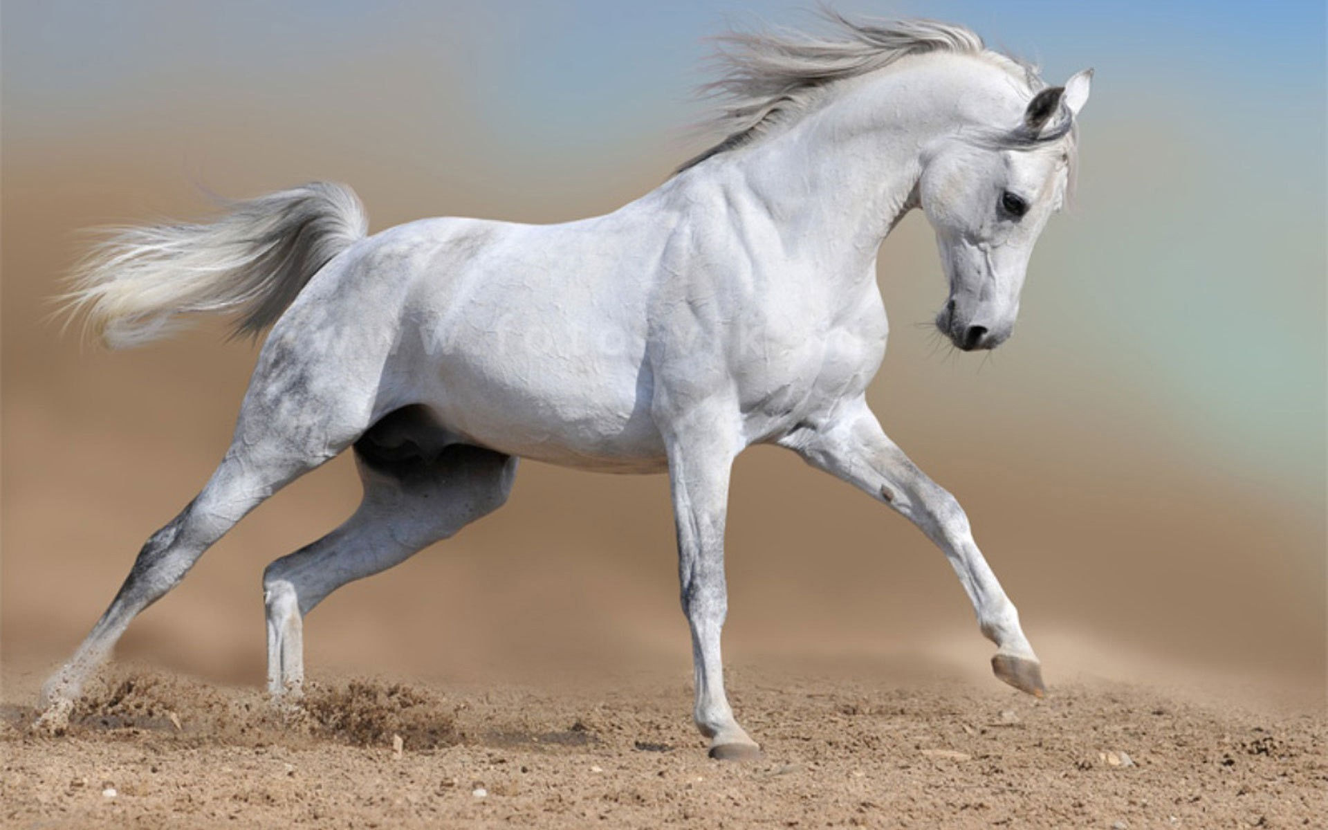 Wallpaper #-x2ULJMBlOZrFDOkz8qk5 Arabian Horse Photo Gallery Wallpaper 53 Images