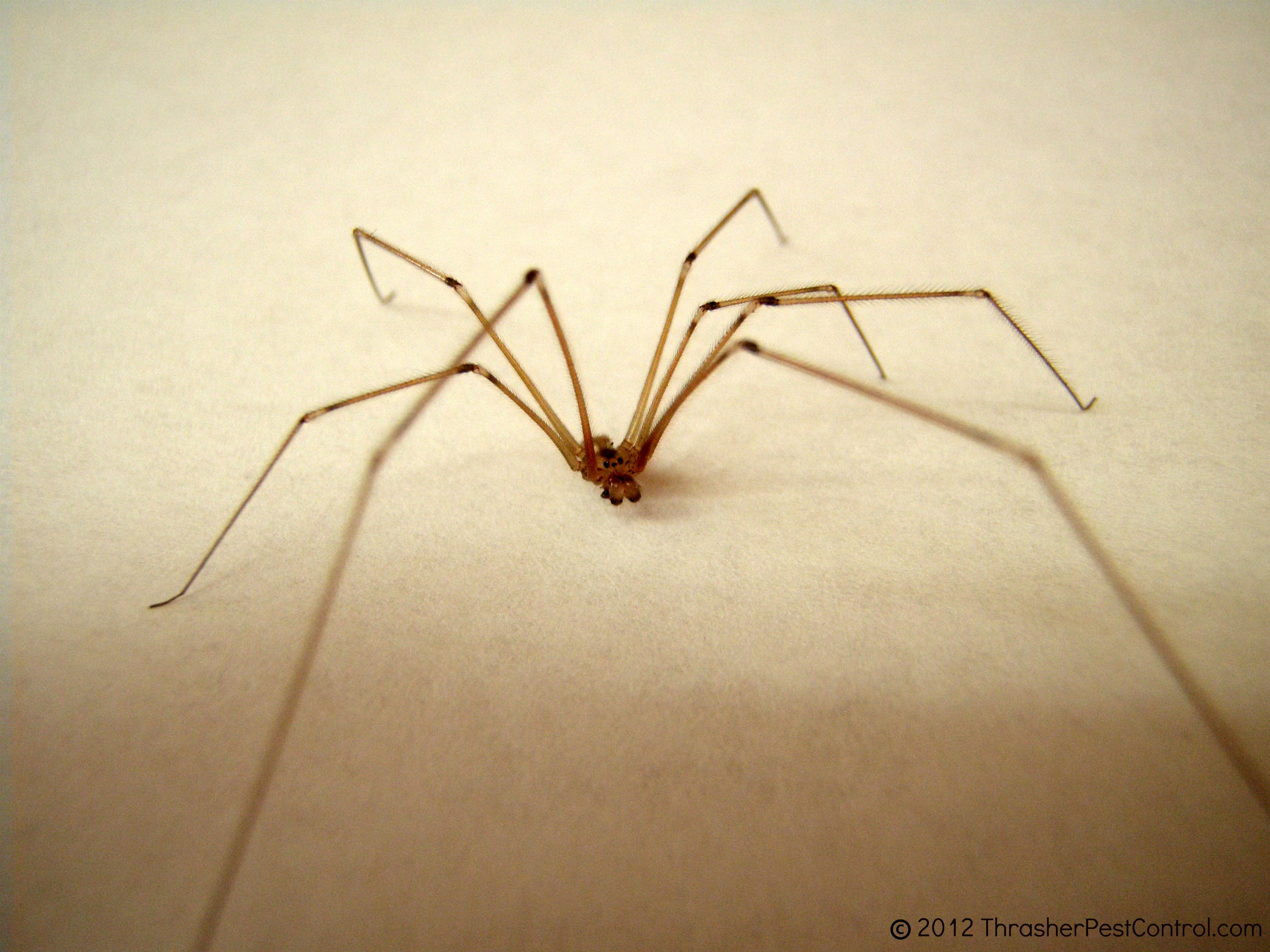 Wallpaper #ce6bd Giant Spider on the Ceiling of an Abandoned Psychiatric Hospital R