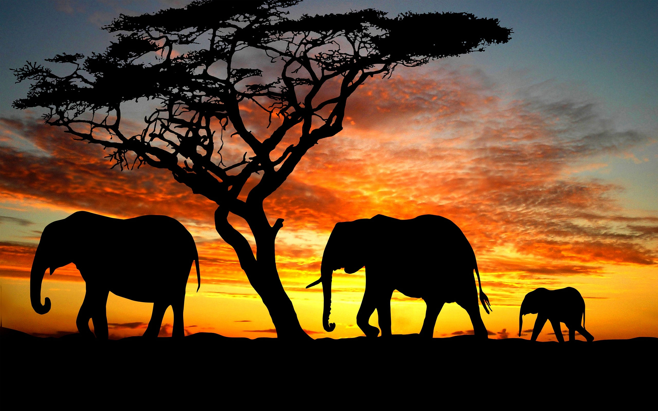Wallpaper #sHfNJ5MB-pgBXx60h6cK94 Elephant Computer Wallpapers Desktop Backgrounds 2560x1600 Id508267