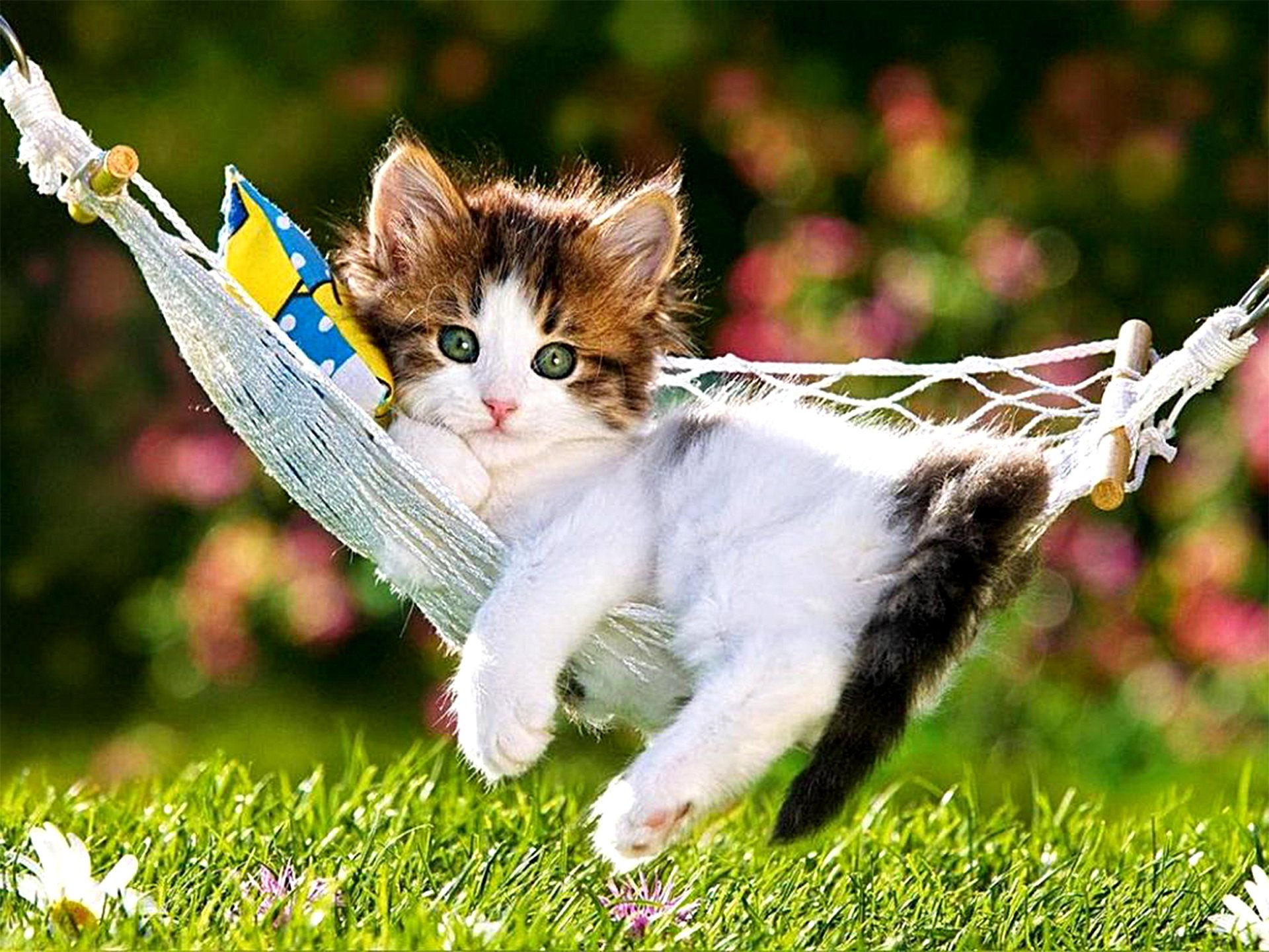 Wallpaper #ln1Q8o4Bnwiau_P6Vwub41 Adorable Kitten in Hammock 2400x1800 Id683021