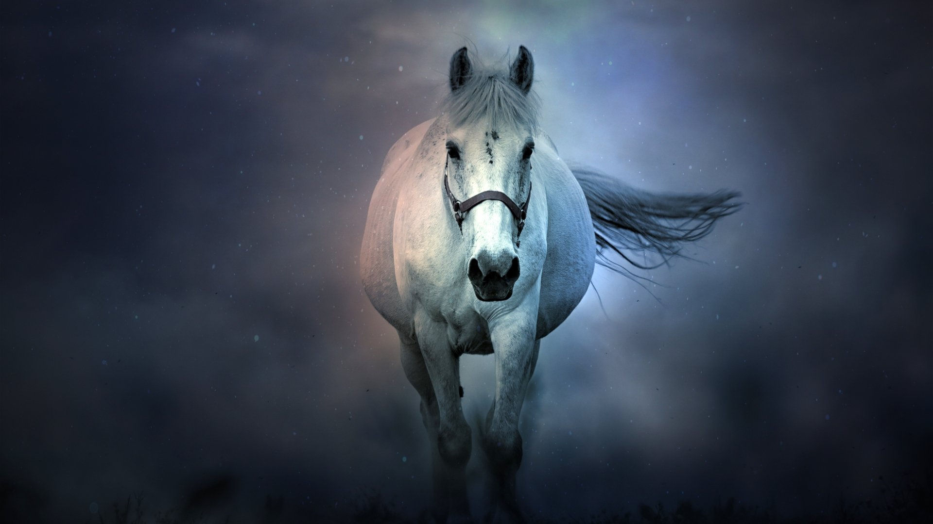 Wallpaper #bWfaEpMBSpphPi3-4_0h237 Download Fog Animal Horse 8k Ultra HD Wallpaper