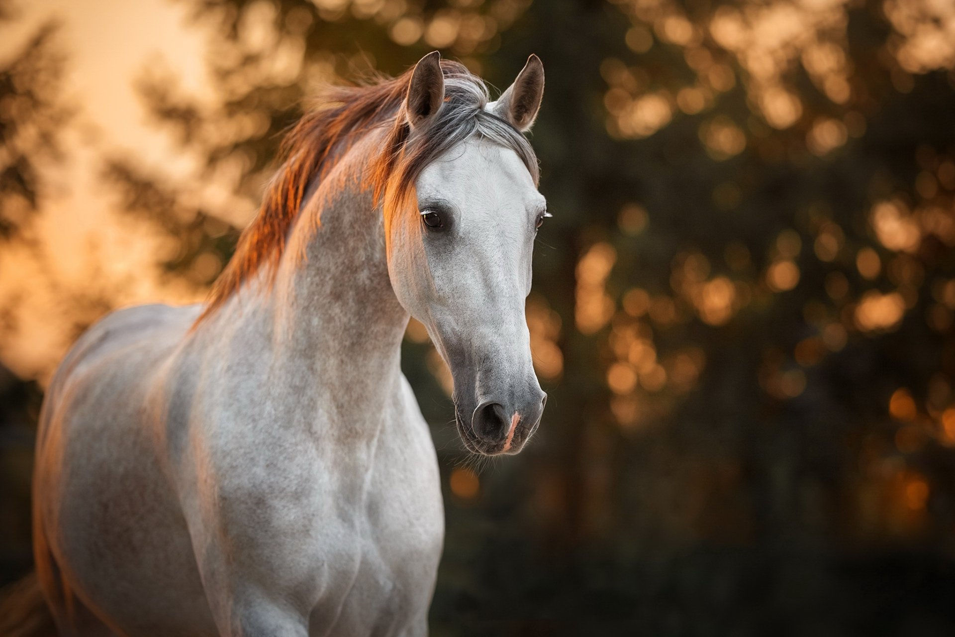 Wallpaper #PH1l8I4Bnwiau_P6rAb957 Animal Horse HD Wallpaper