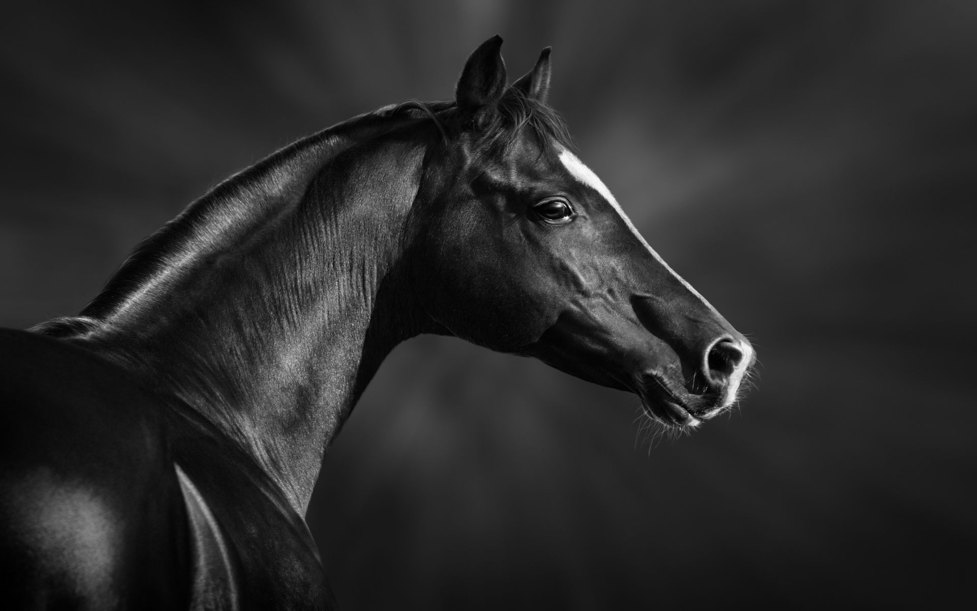 Wallpaper #L31i8I4Bnwiau_P6PAYN32 Animal Horse HD Wallpaper
