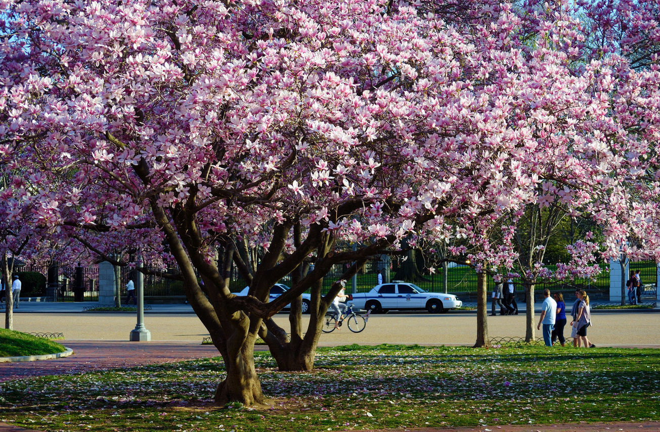 Wallpaper #35F56 Pink Magnolia Trees Crazy for Gardening