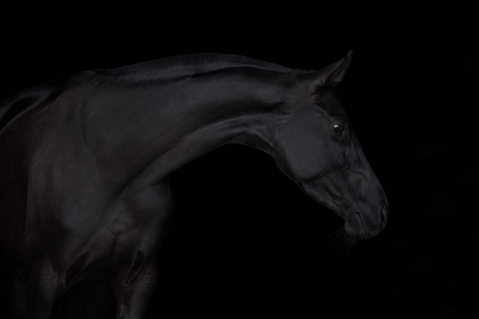 Wallpaper #bWfaEpMBSpphPi3-4_0h249 Black Horse Isolated on Black Background Equis Save Foundation
