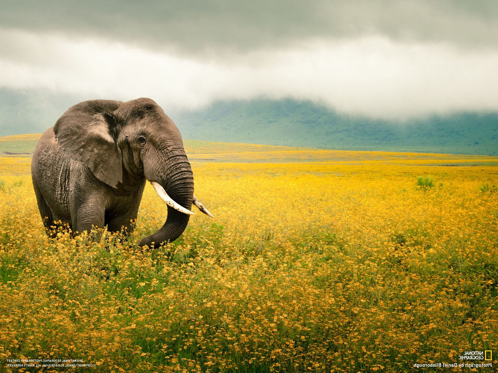 Wallpaper #VGfV_5IBSpphPi3-BKSc9 Animal National Geographic
