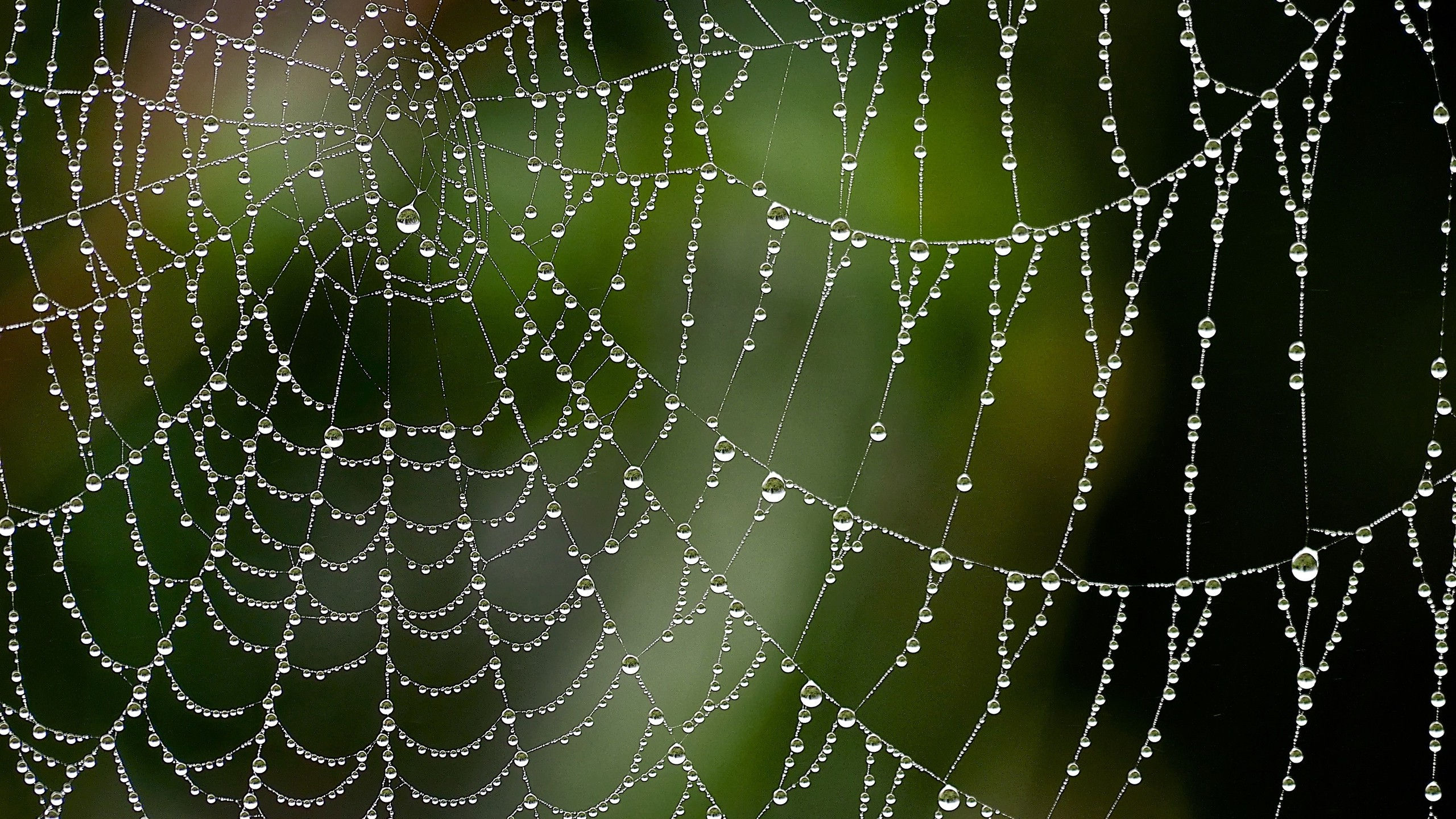 Wallpaper #sRmPEo8BtGB6xQ78gGNG15 Nature Closeup Depth of Field Spiderwebs Water Drops Dew