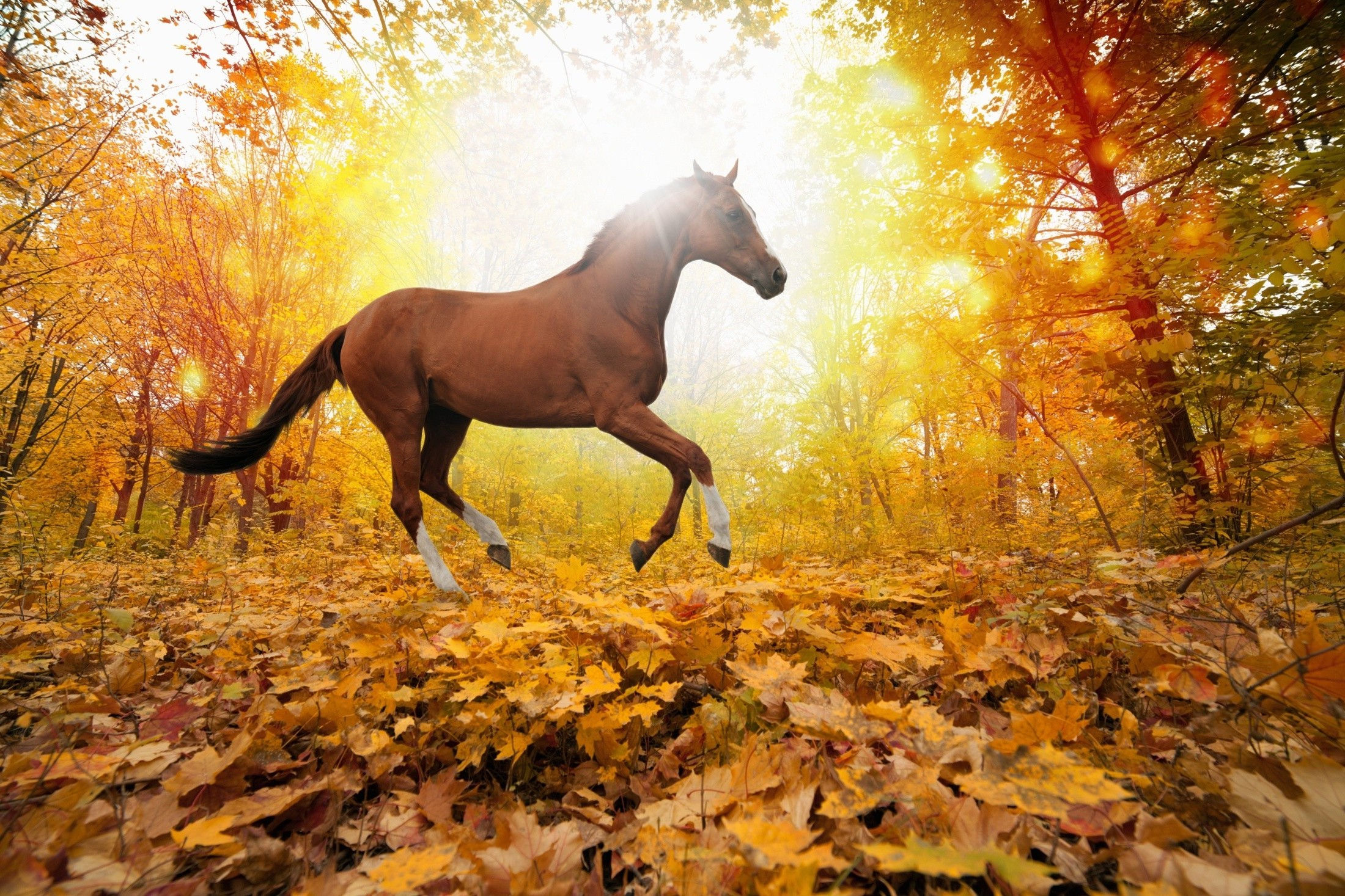 Wallpaper #9h2ULJMBlOZrFDOkbsoH248 Nature Horse Wallpapers HD Desktop and Mobile Backgrounds