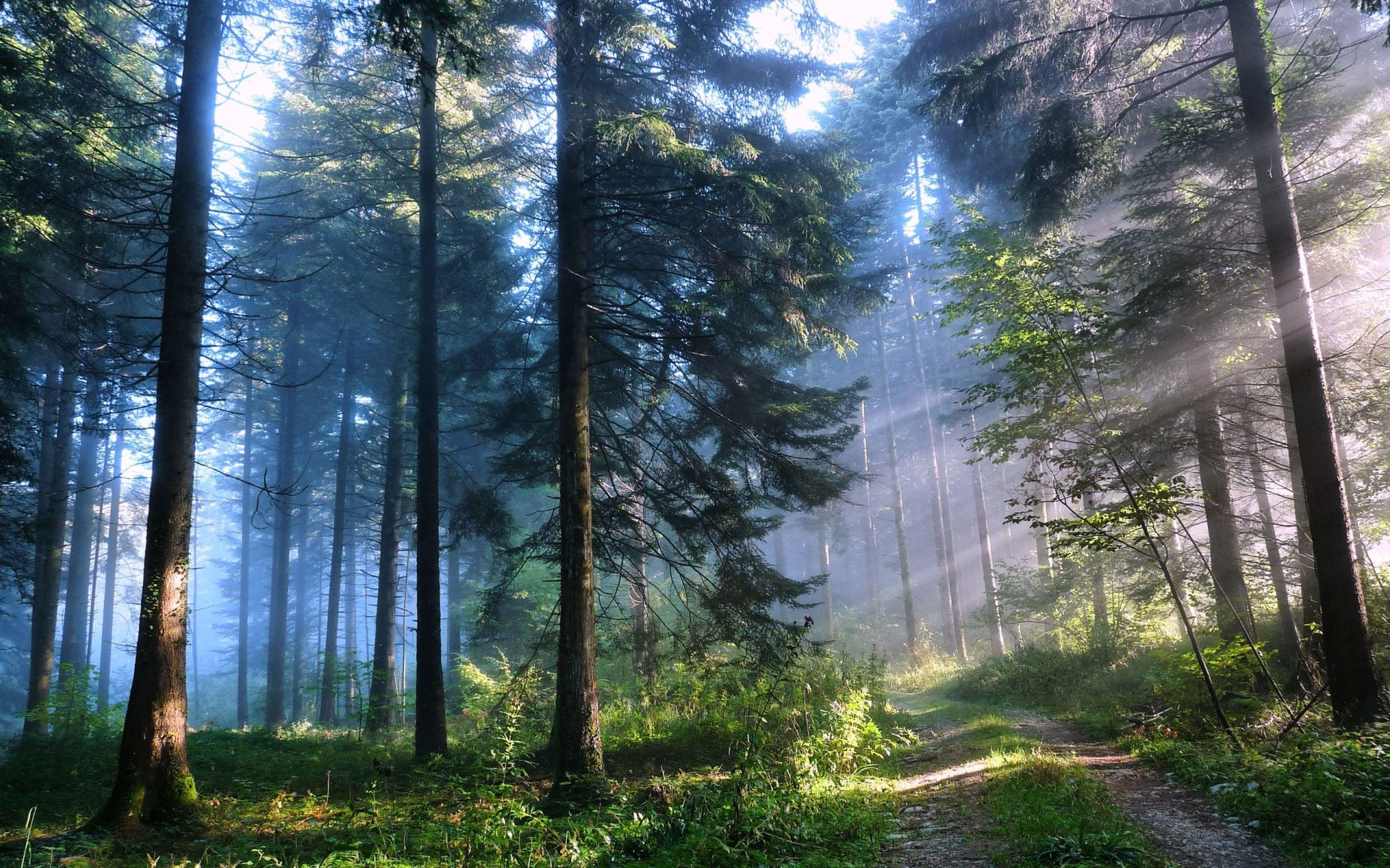 Wallpaper #qh0TLZMBlOZrFDOkGc5n269 Forest Background Wallpaper Arthatravelcom