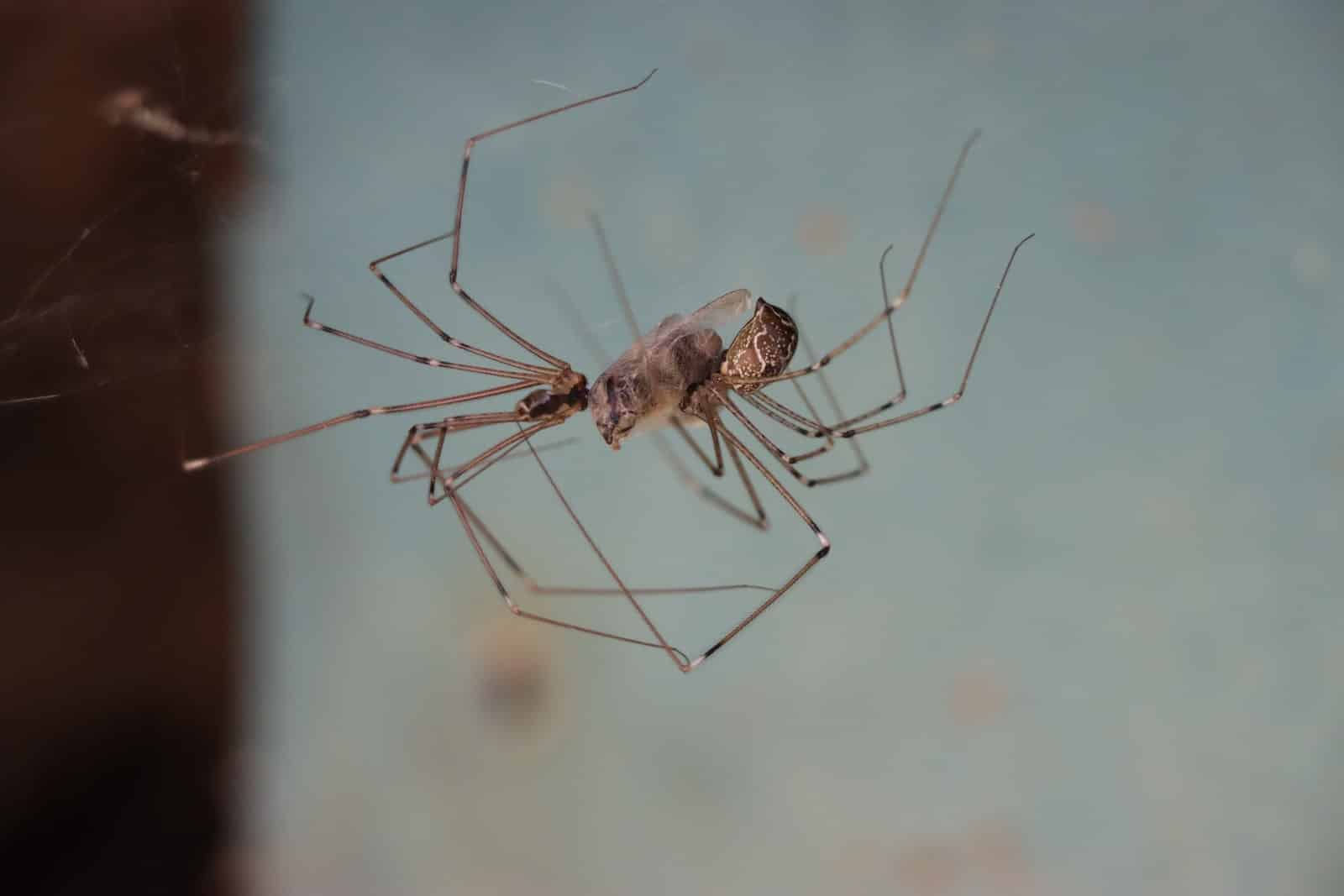 Wallpaper #32cVEZMBSpphPi3-sfVC227 20 Different Types of Spiders in Minnesota
