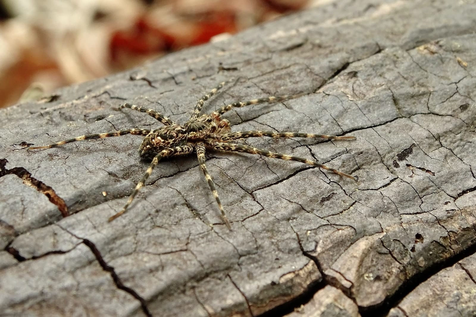 Wallpaper #32cVEZMBSpphPi3-sfVC193 23 Different Types of Spiders in Alabama