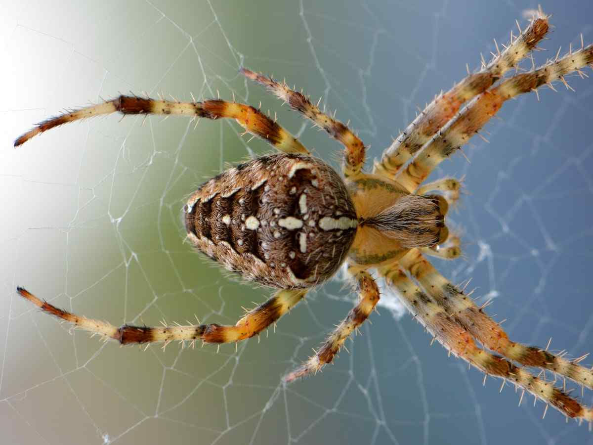 Wallpaper #ce6bd Giant Spider on the Ceiling of an Abandoned Psychiatric Hospital R