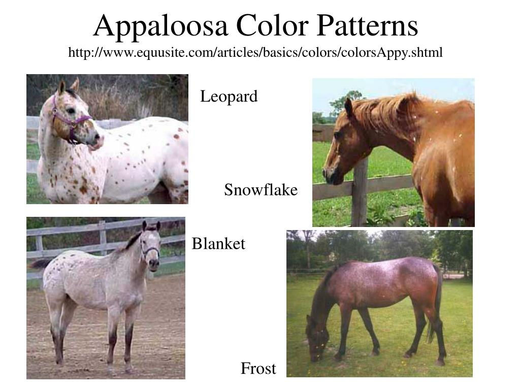 Wallpaper #PWe26ZIBSpphPi3-R0OE143 Ppt Horse Colors Powerpoint Presentation Free Download Id6675455