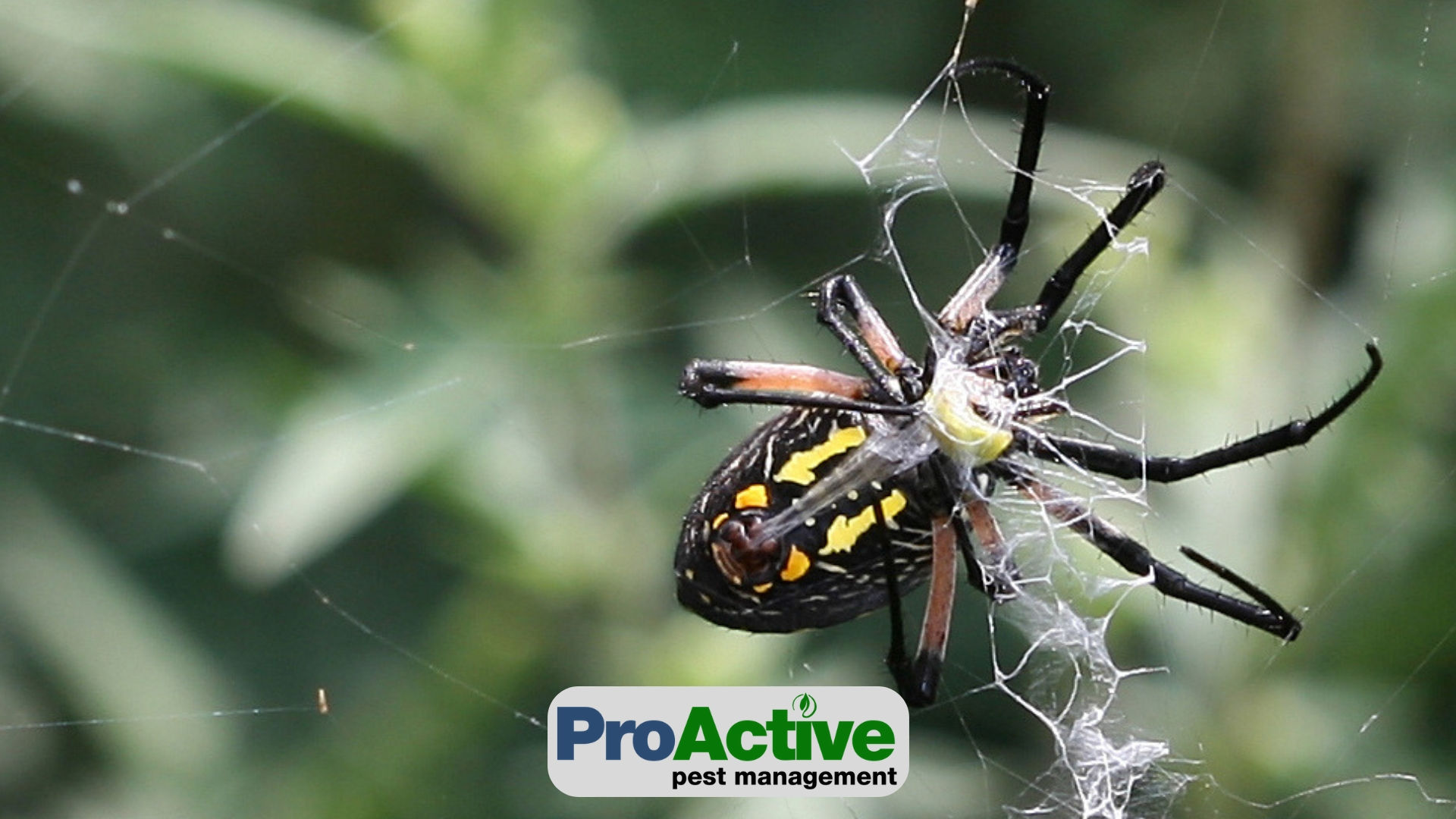 Wallpaper #GvSnOZMBKFX8bn3rXXez72 Common Spiders in the Midwest Proactive Pest Management