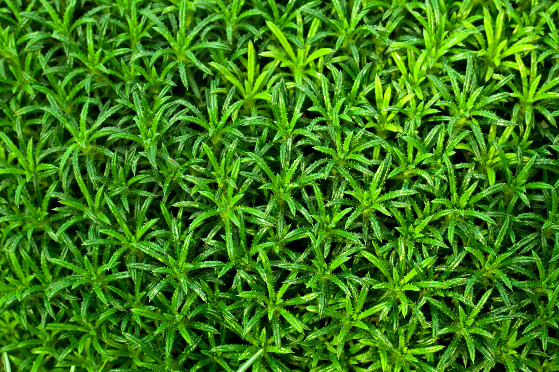 Wallpaper #i2cO9ZIBSpphPi3-vn0v264 Green Plant Wallpaper Free Stock Photo Public Domain Pictures