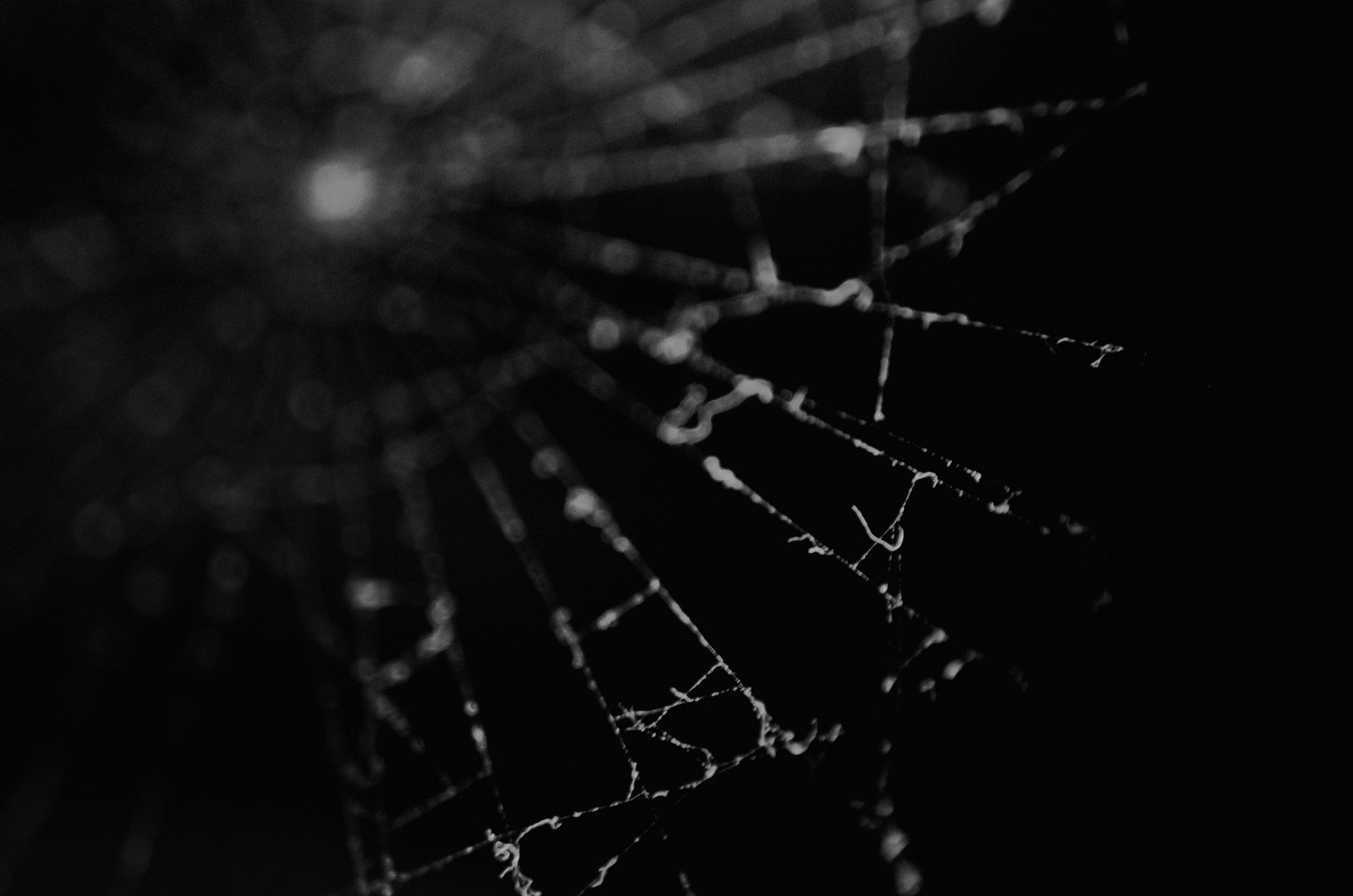 Wallpaper #DBk5Do8BtGB6xQ78T1lo53 Spider Web Free Stock Photo Public Domain Pictures