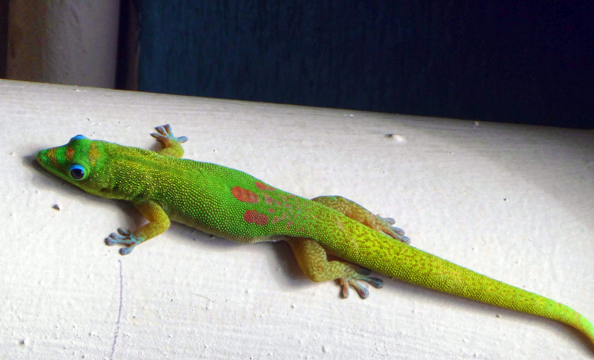Wallpaper #byzYSZMB0E1QgA7wC_R7319 Gecko Free Stock Photo Public Domain Pictures