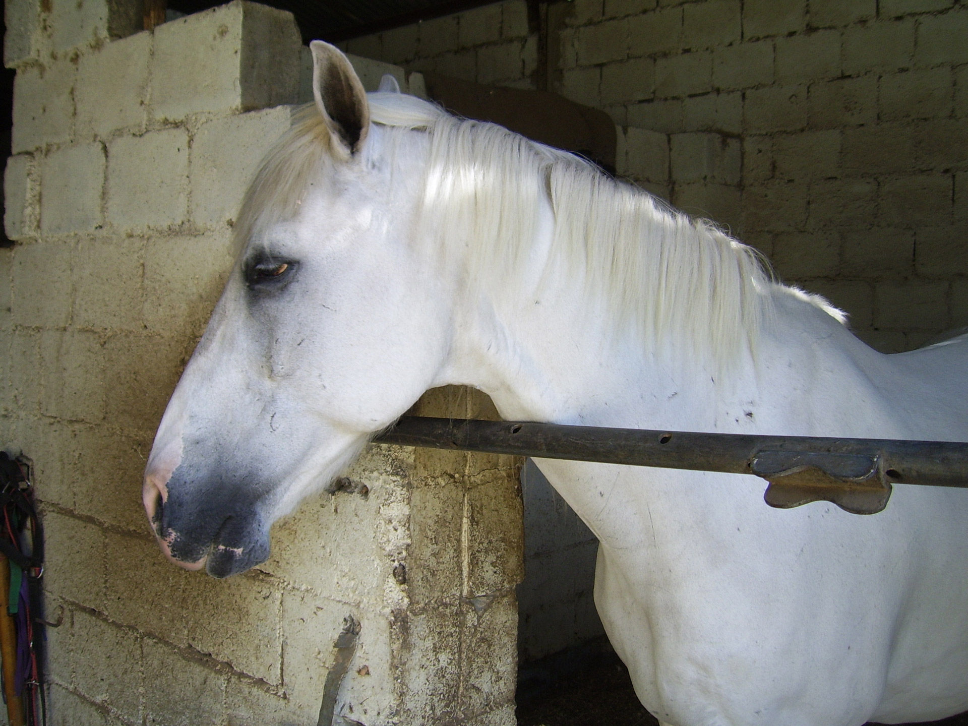 Wallpaper #8h2ULJMBlOZrFDOkIMqE402 White Horse Free Stock Photo Public Domain Pictures