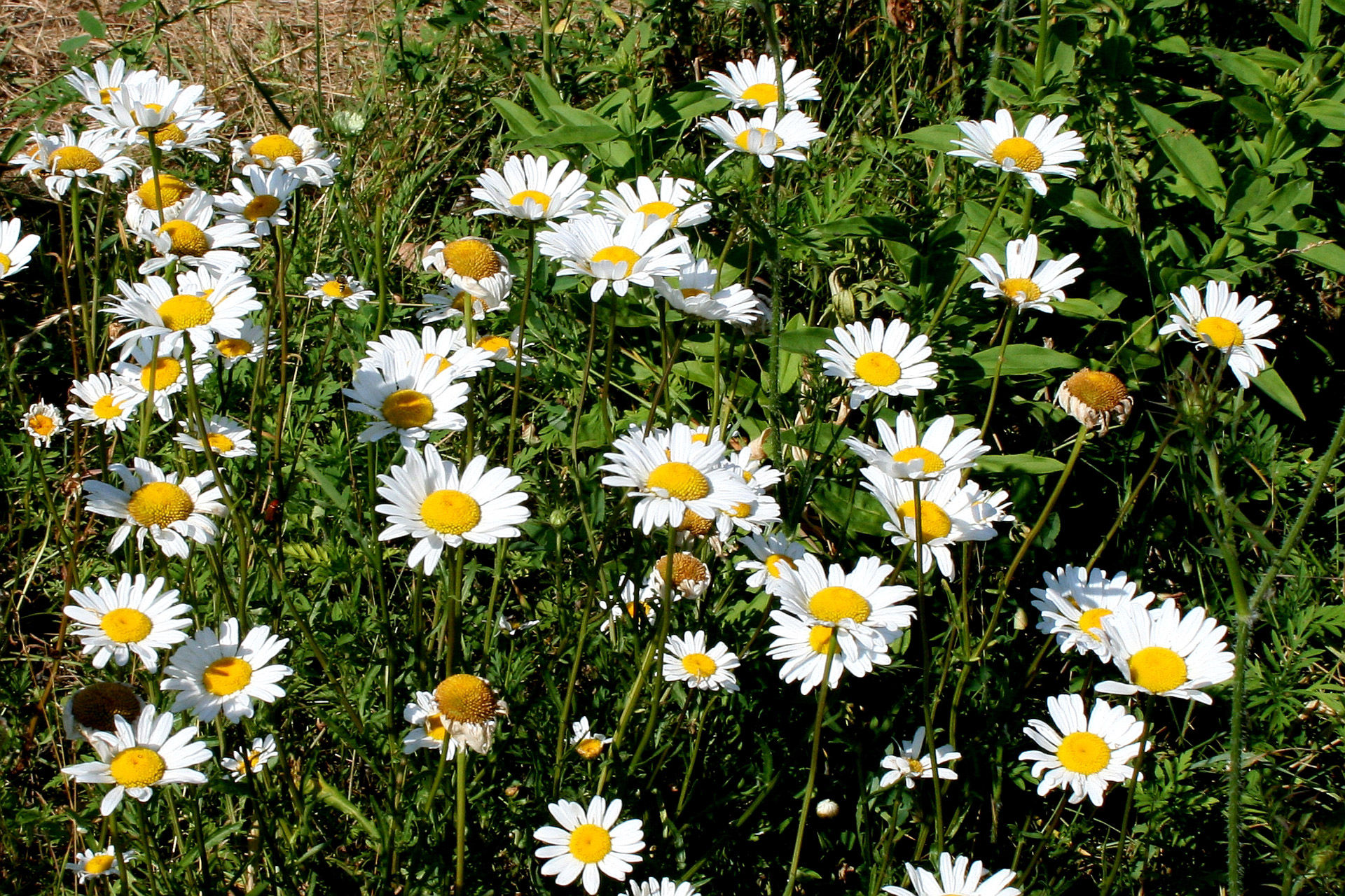 Wallpaper #3mhXIpMBSpphPi3-4TKc267 Daisies Free Stock Photo Public Domain Pictures