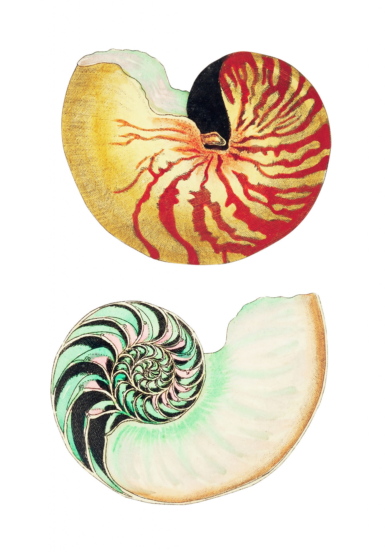Wallpaper #7DE0NZMB5zzyi_yYk1WD342 Shell Snail Vintage Art Free Stock Photo Public Domain Pictures