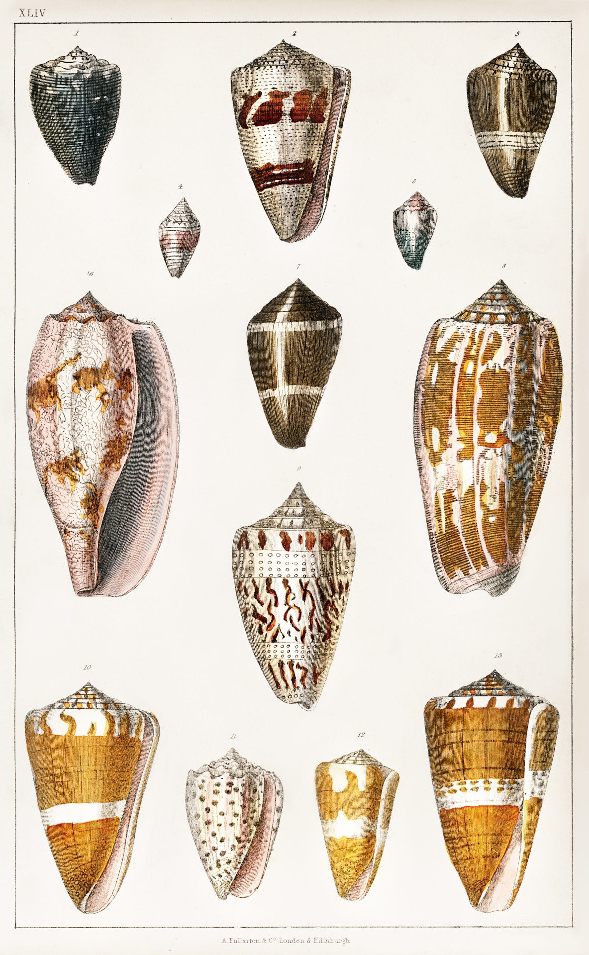 Wallpaper #7DE0NZMB5zzyi_yYk1WD362 Shell Snail Vintage Art Free Stock Photo Public Domain Pictures