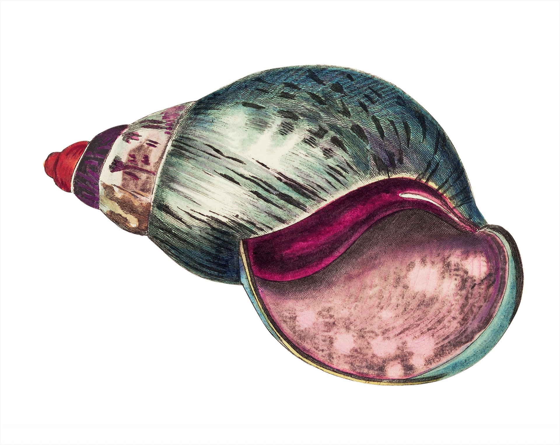 Wallpaper #7DE0NZMB5zzyi_yYk1WD327 Shell Snail Vintage Art Free Stock Photo Public Domain Pictures