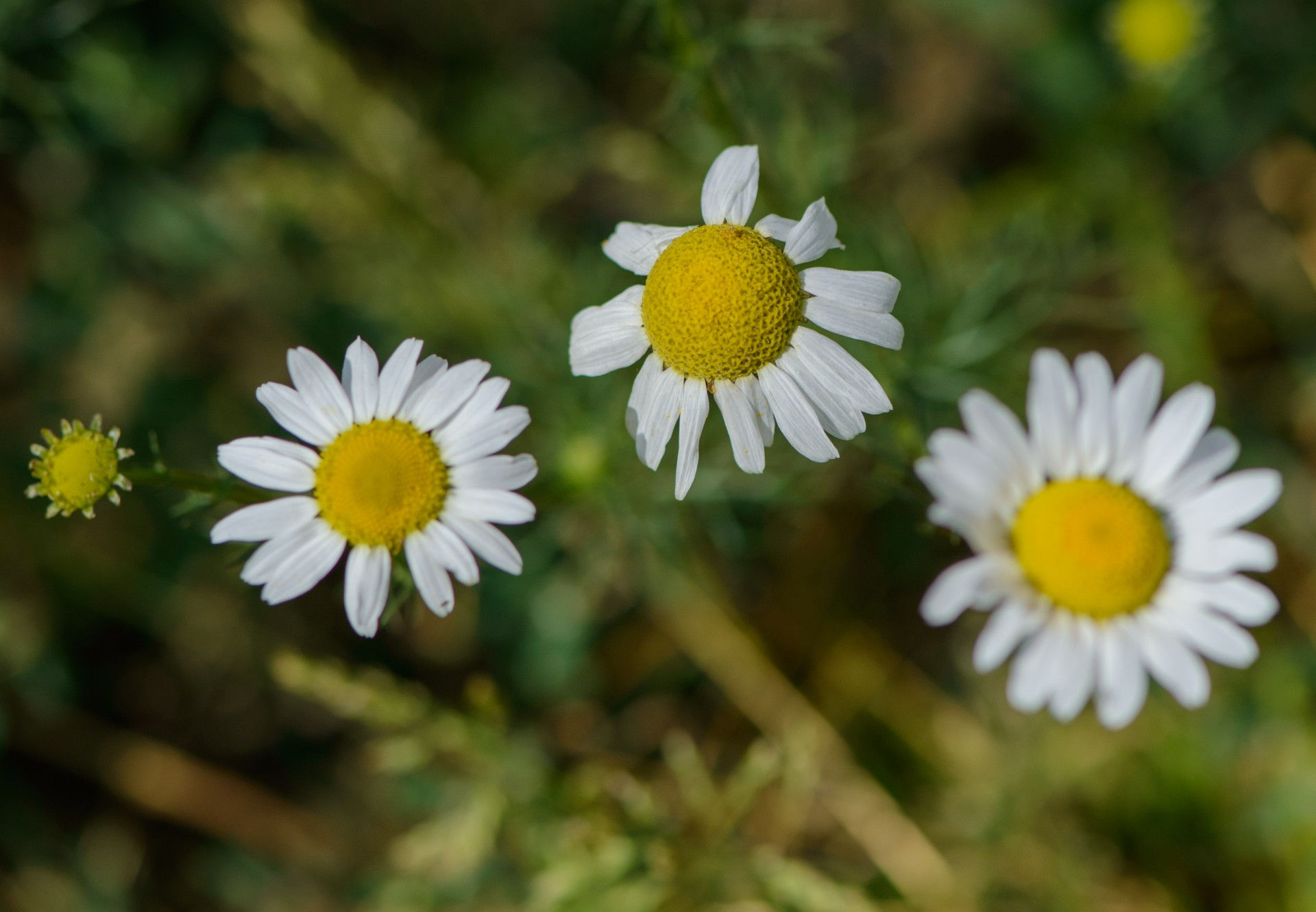 Wallpaper #3mhXIpMBSpphPi3-4TKc279 Three Daisies Free Stock Photo Public Domain Pictures