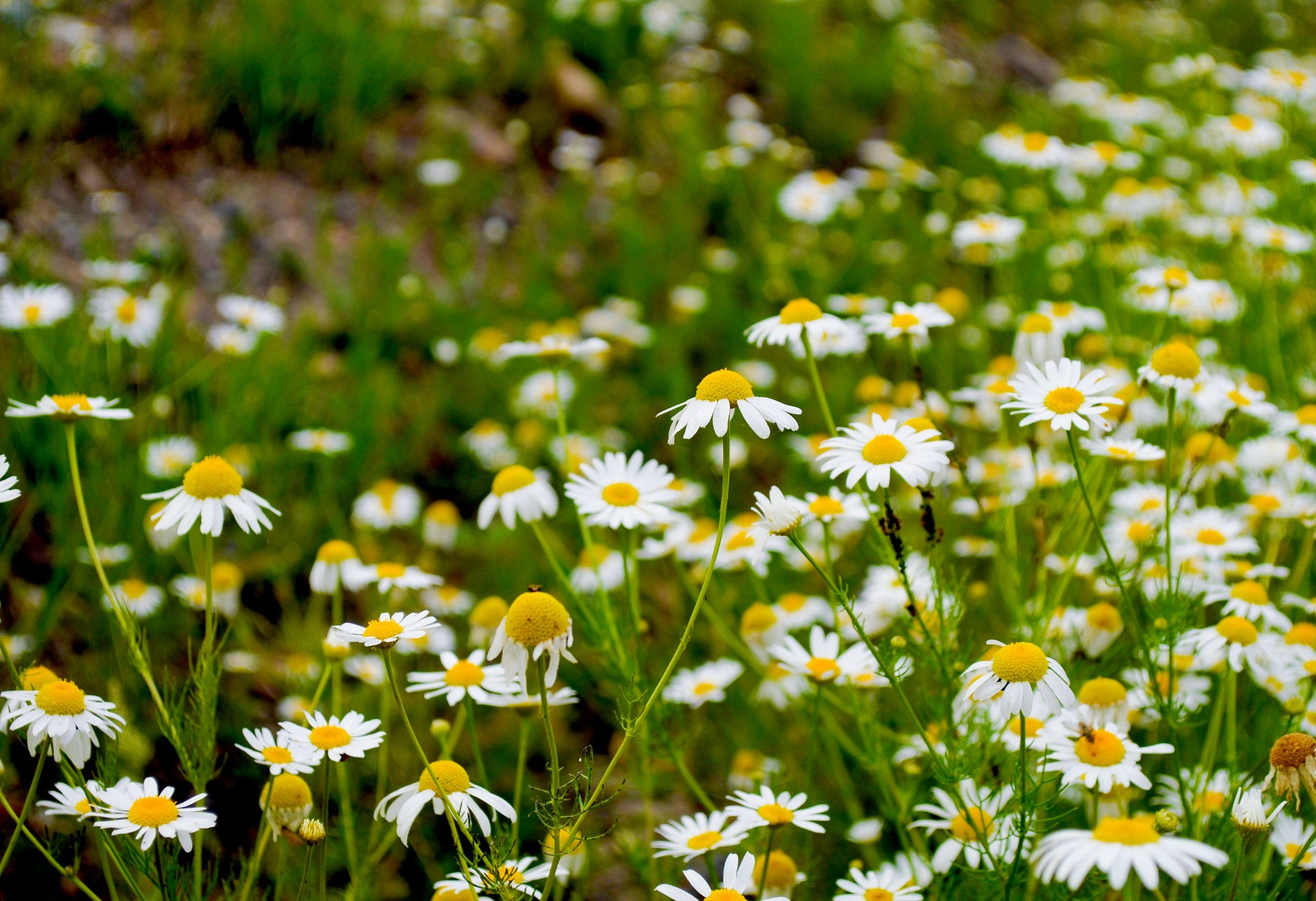 Wallpaper #3mhXIpMBSpphPi3-4TKc375 Background with Daisies Free Stock Photo Public Domain Pictures